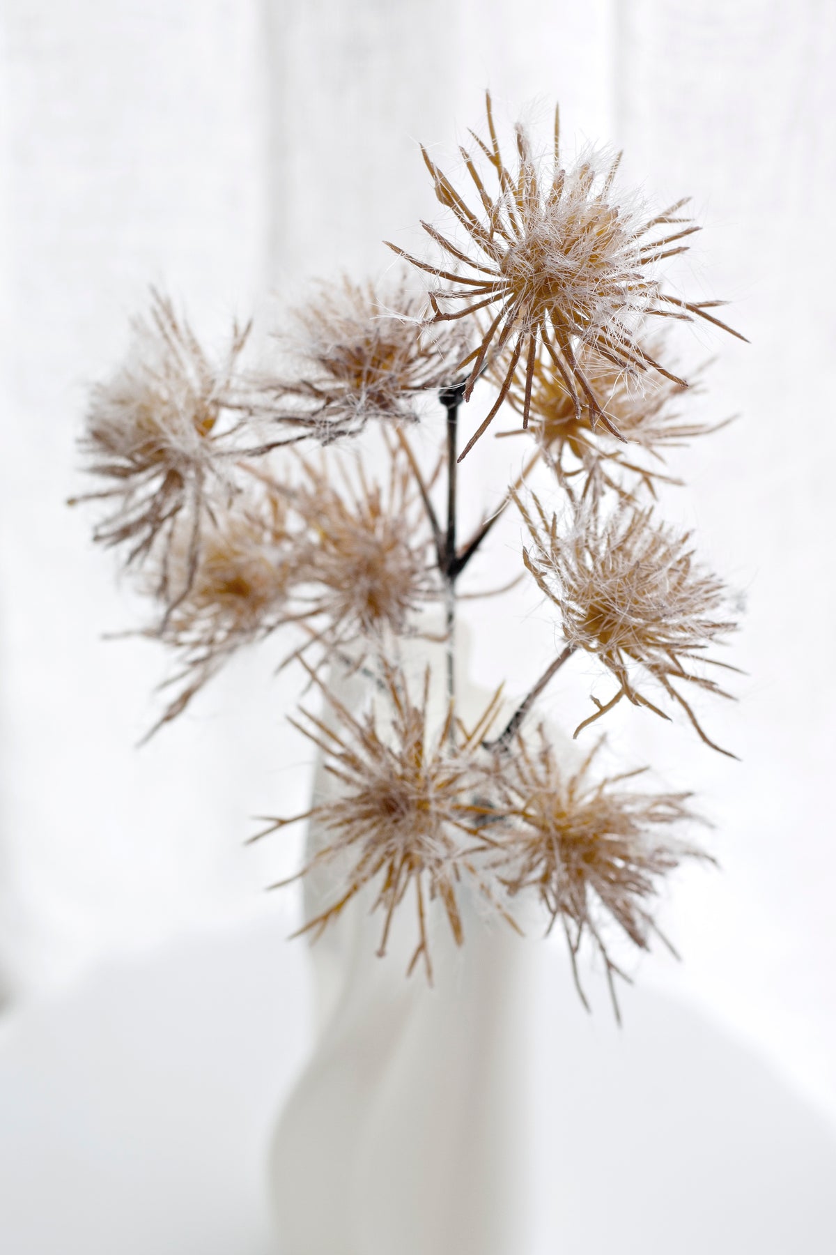 Close view of the rust allium heads above a white vase, sheer curtain behind