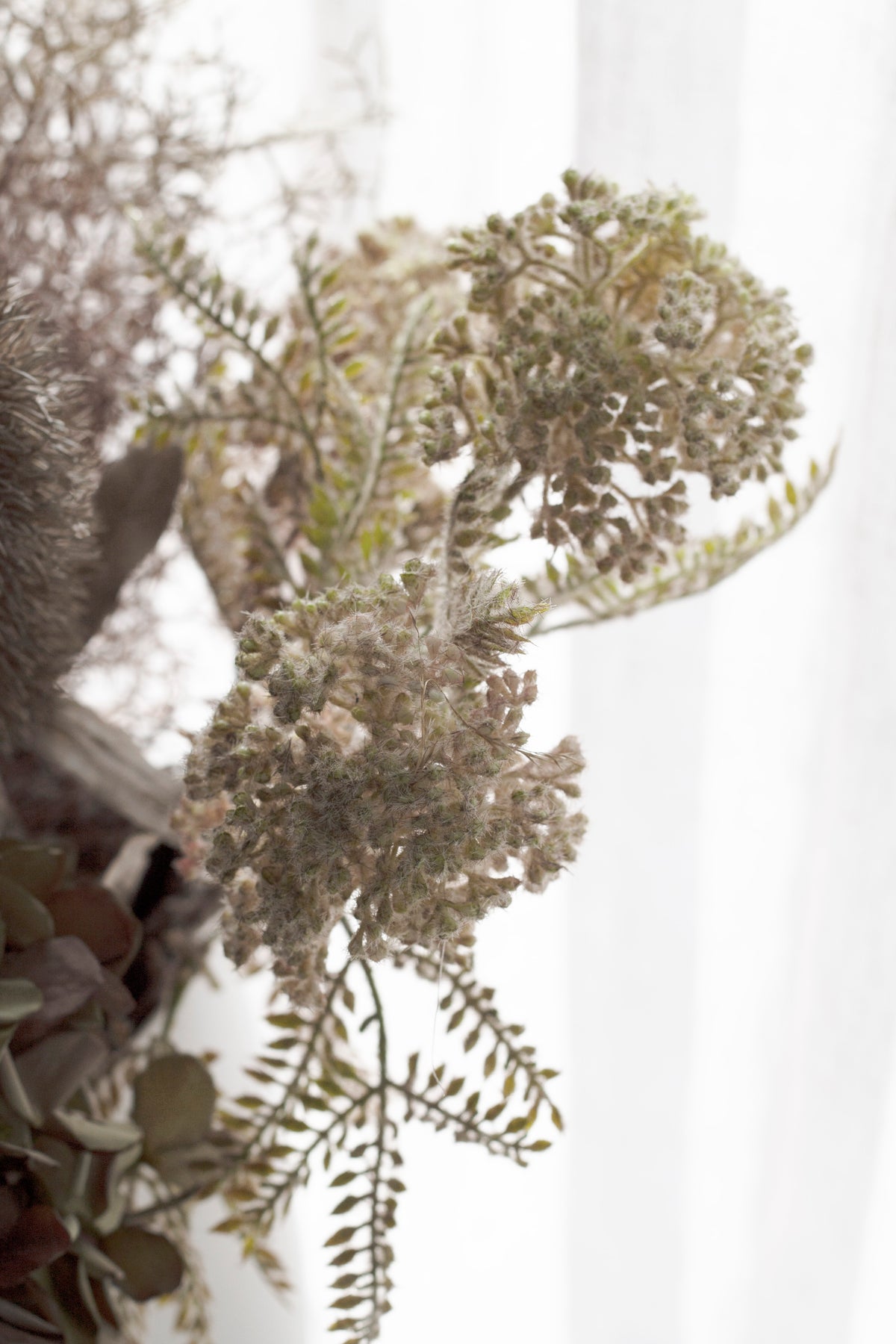 Close view of pink wild flower clusters and fern leaves