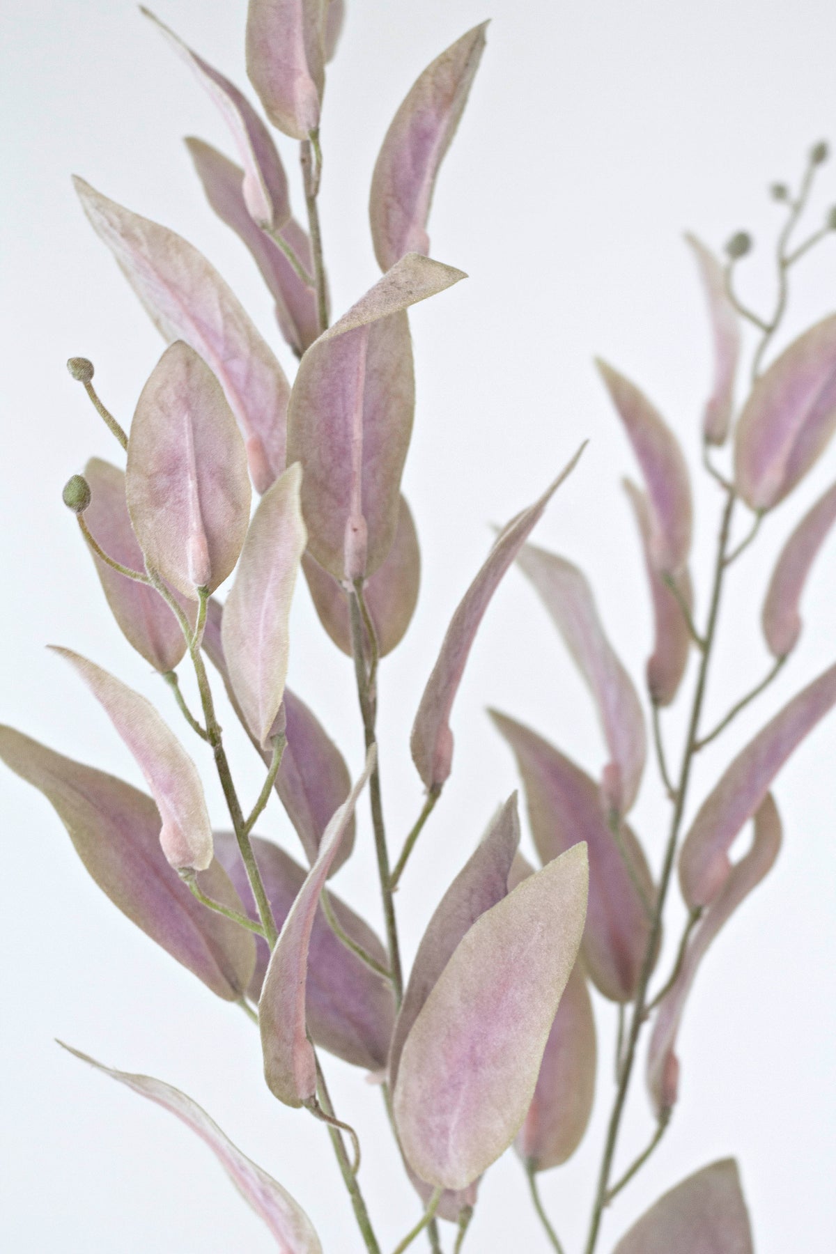 Close view of the garden sage spray's pink-tinged leaves