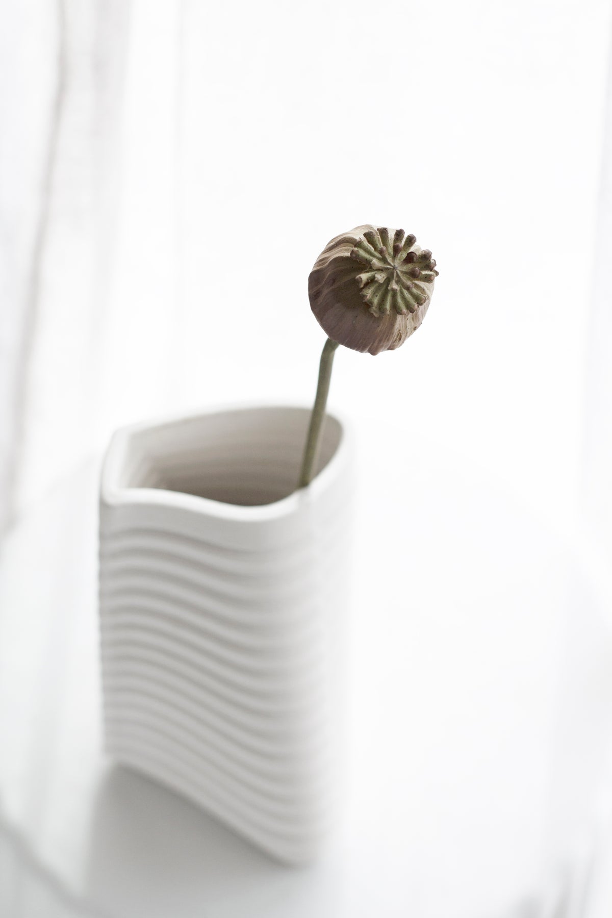 Poppy Seed Stem, Dried-Look 55cm Faux Accent