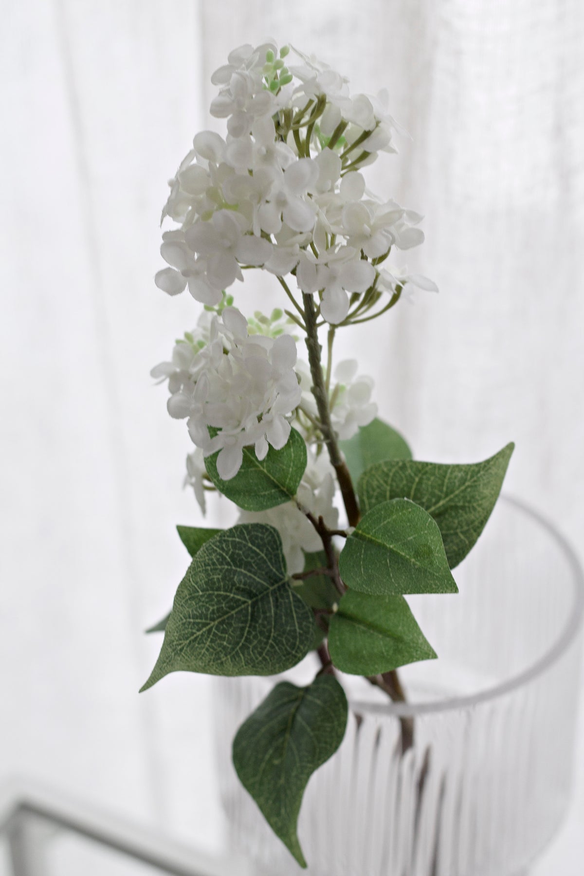 White lilac stem in a glass vase against a sheer curtain, leaves broad and green