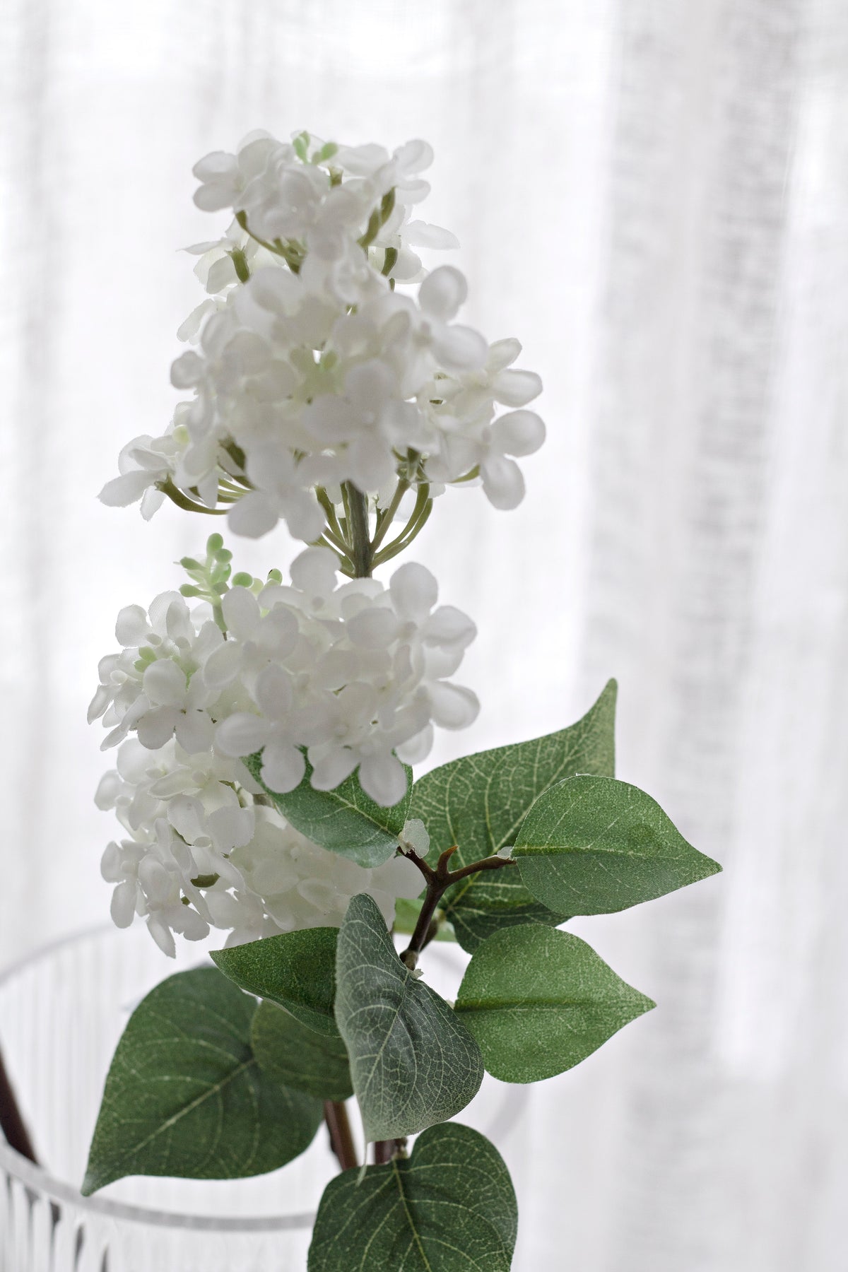 Close view of the white lilac florets packed into a conical head