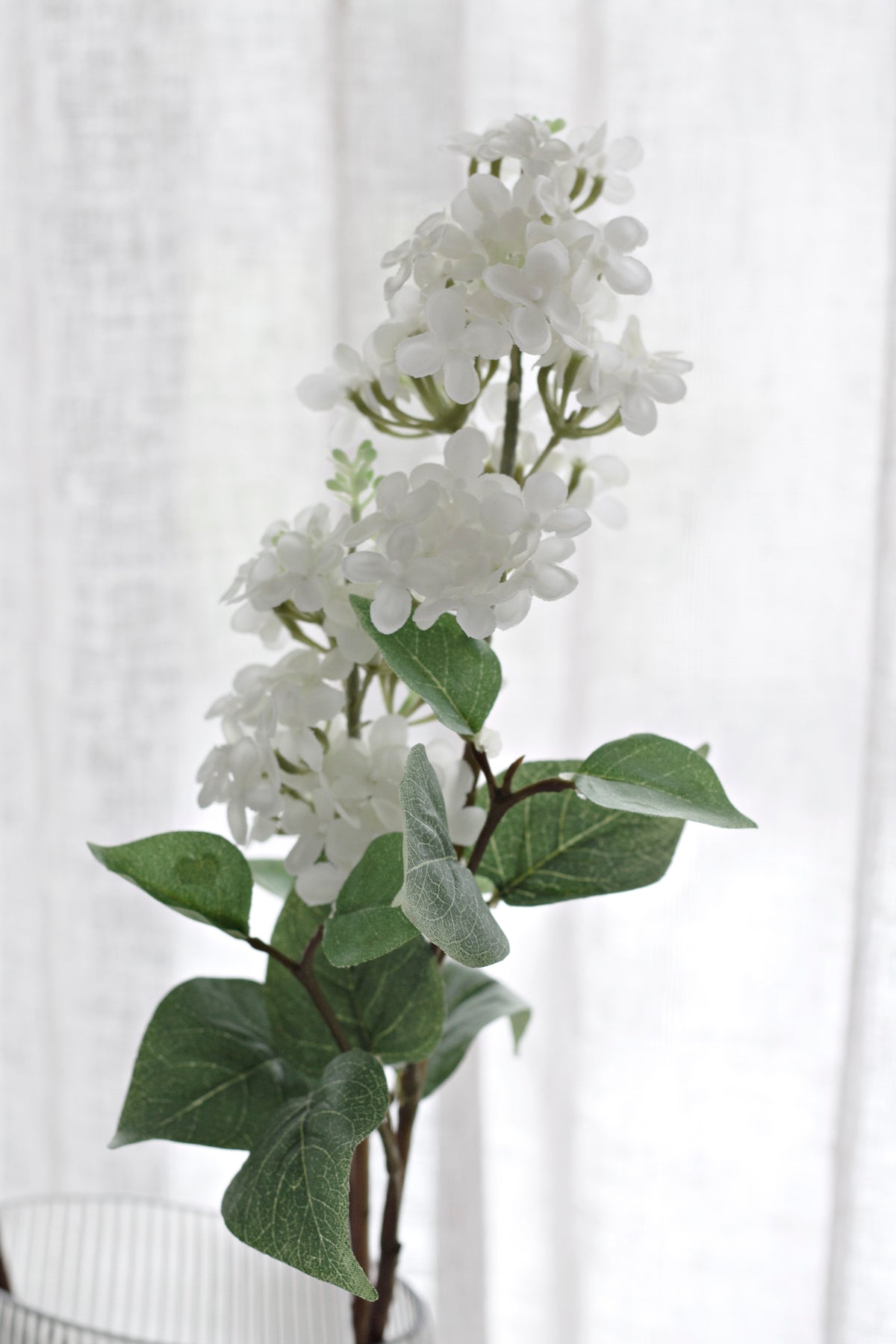 White lilac stem in a ribbed vase, bloom lit by soft window light