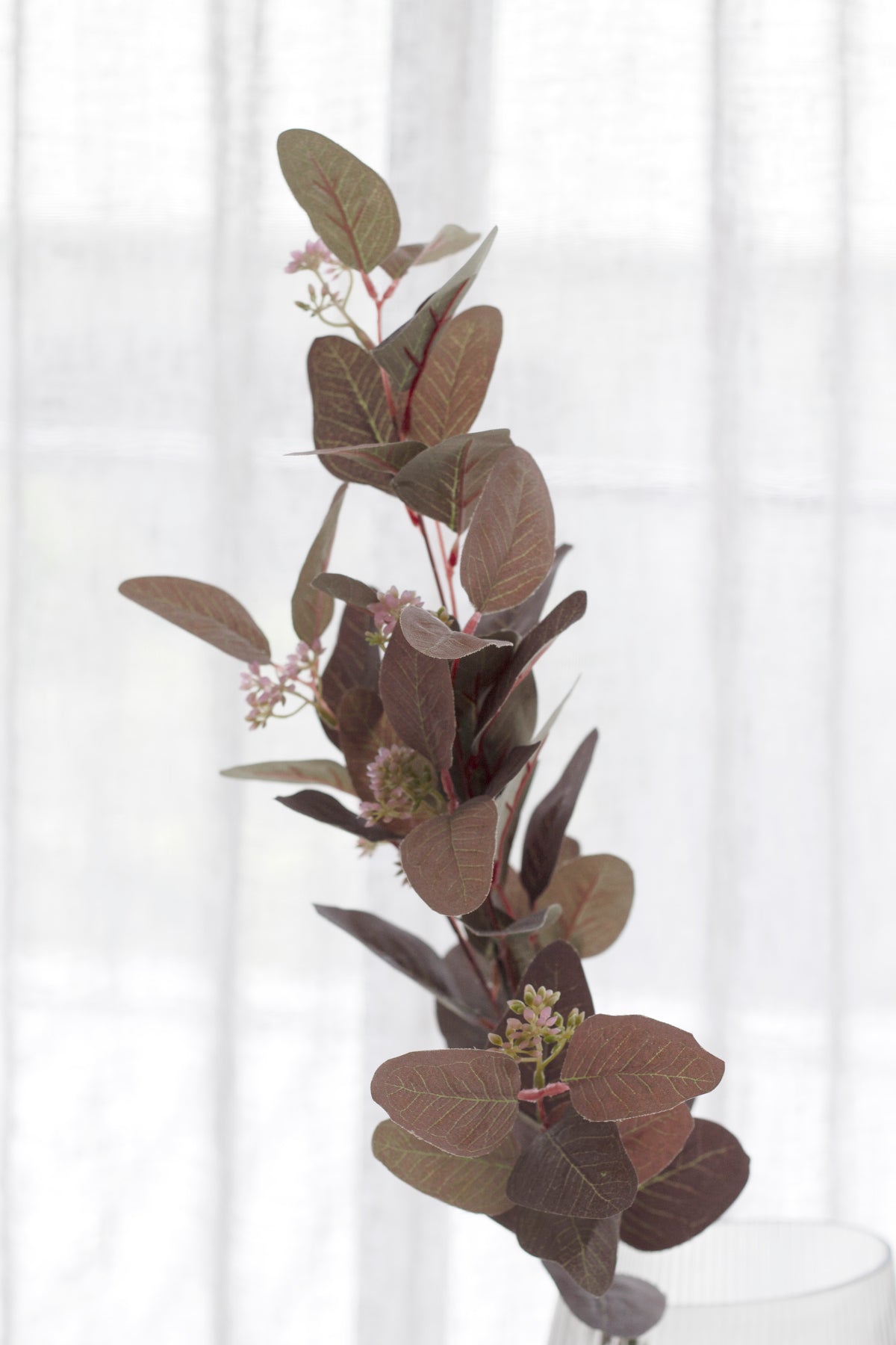 Seeded gum stem arching against a sheer curtain, leaves catching the light