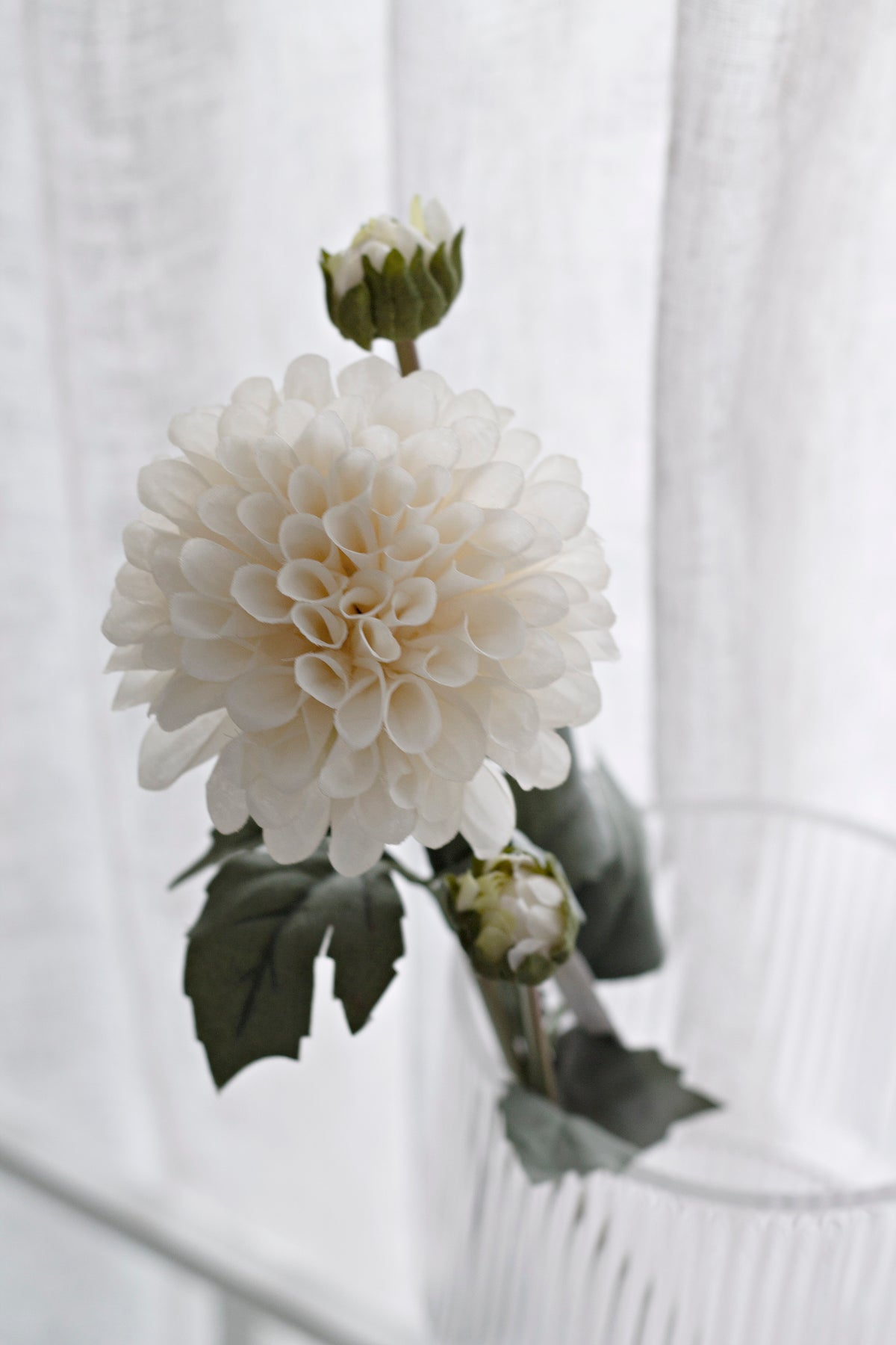 Close view of the dahlia bloom, bud and leaves against a bright sheer curtain