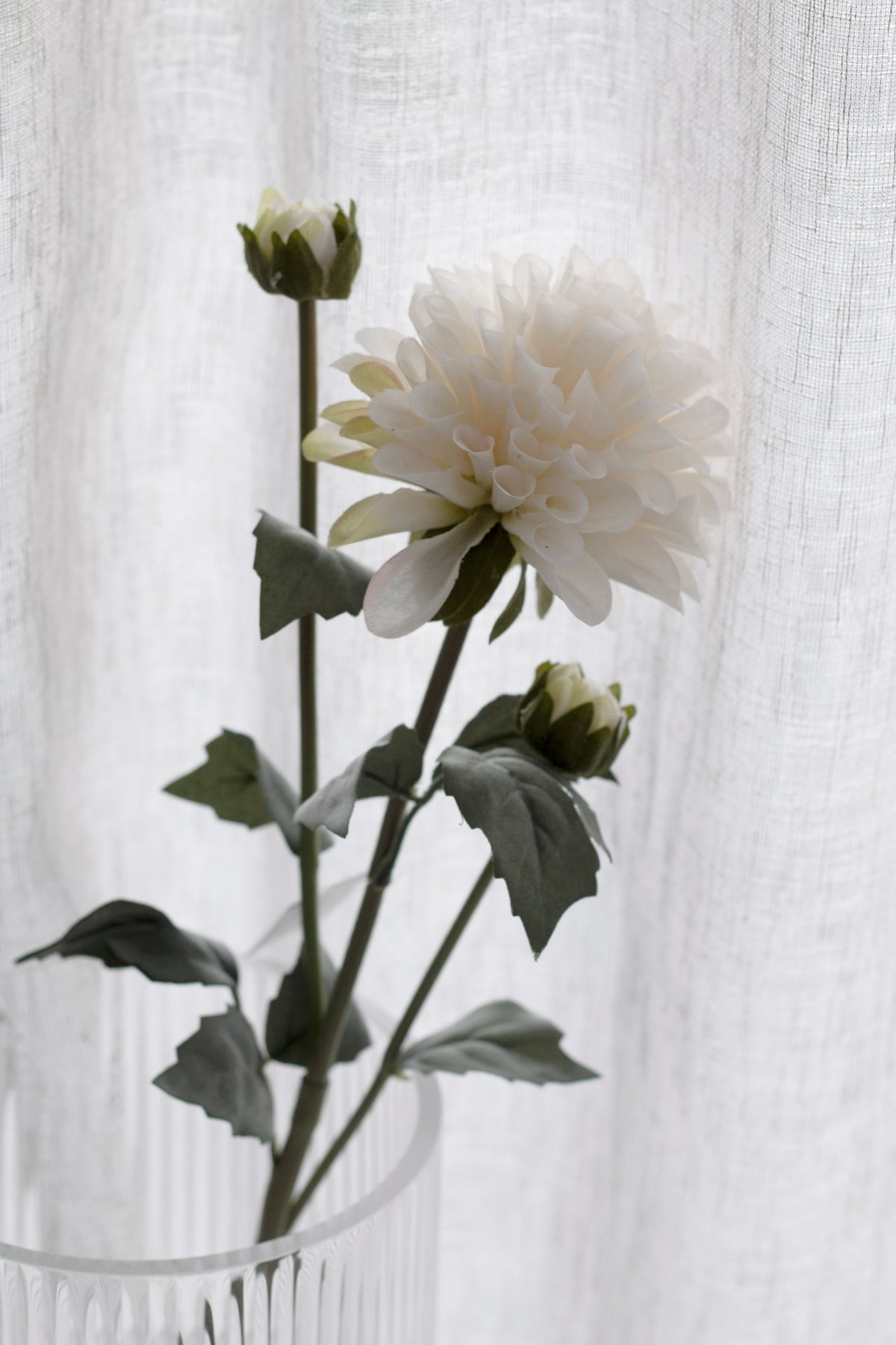 Tall dahlia stem with two closed buds in a clear ribbed vase against a sheer curtain