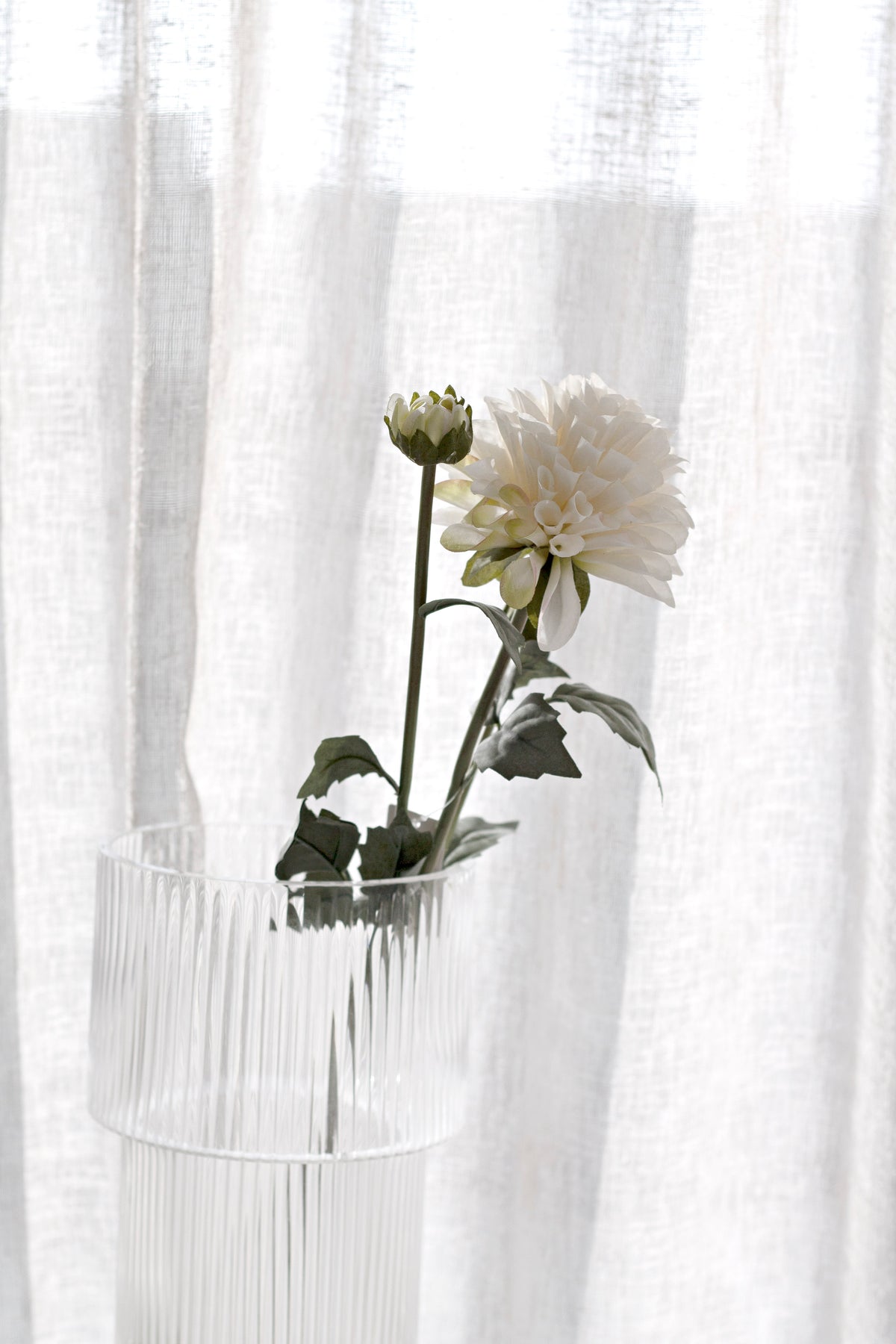 The dahlia stem standing in a ribbed glass vase in front of a sheer white curtain