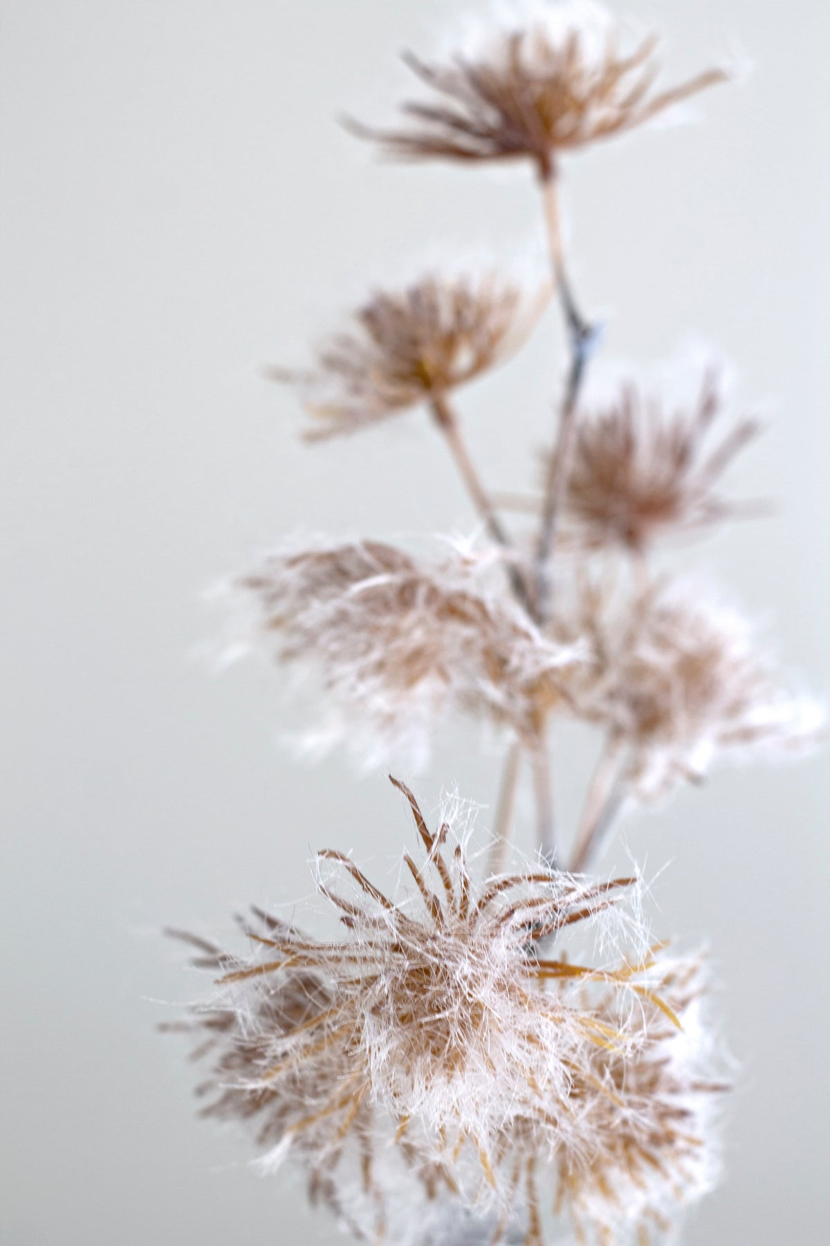 Backlit allium heads with their downy seed clusters against a soft grey wall