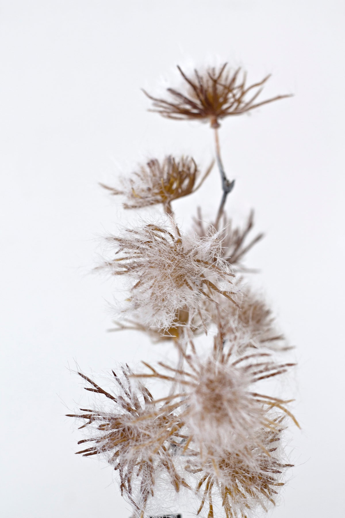 Detail of the allium seed heads, rust spikes above soft feathery pale tufts