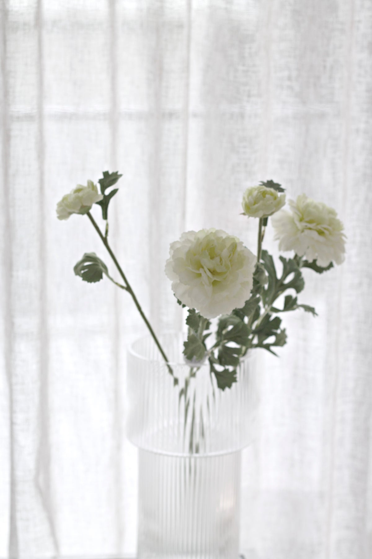 Cream and green ranunculus stems in a glass vase against a sheer white curtain
