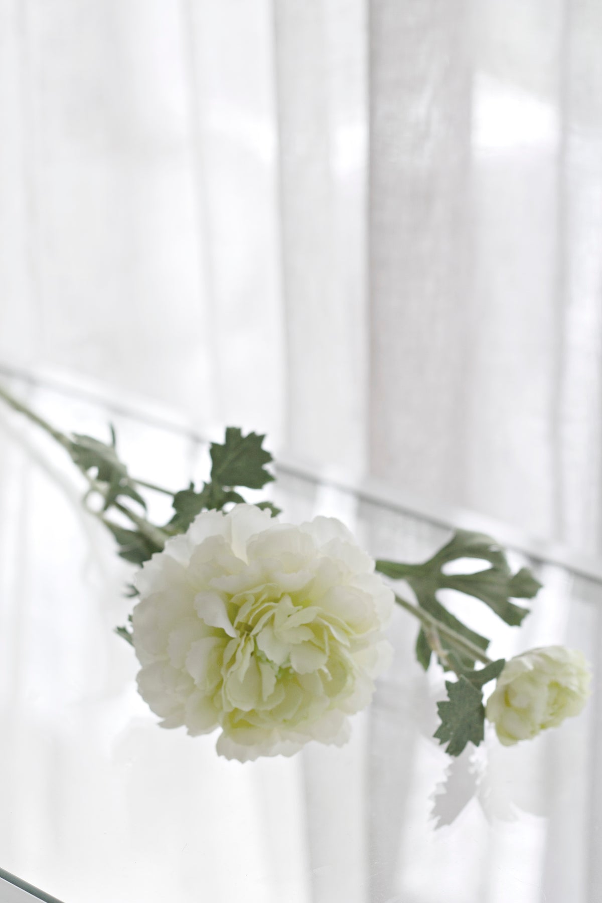 Cream and green ranunculus blooms in close view, petals spiralling from the centre