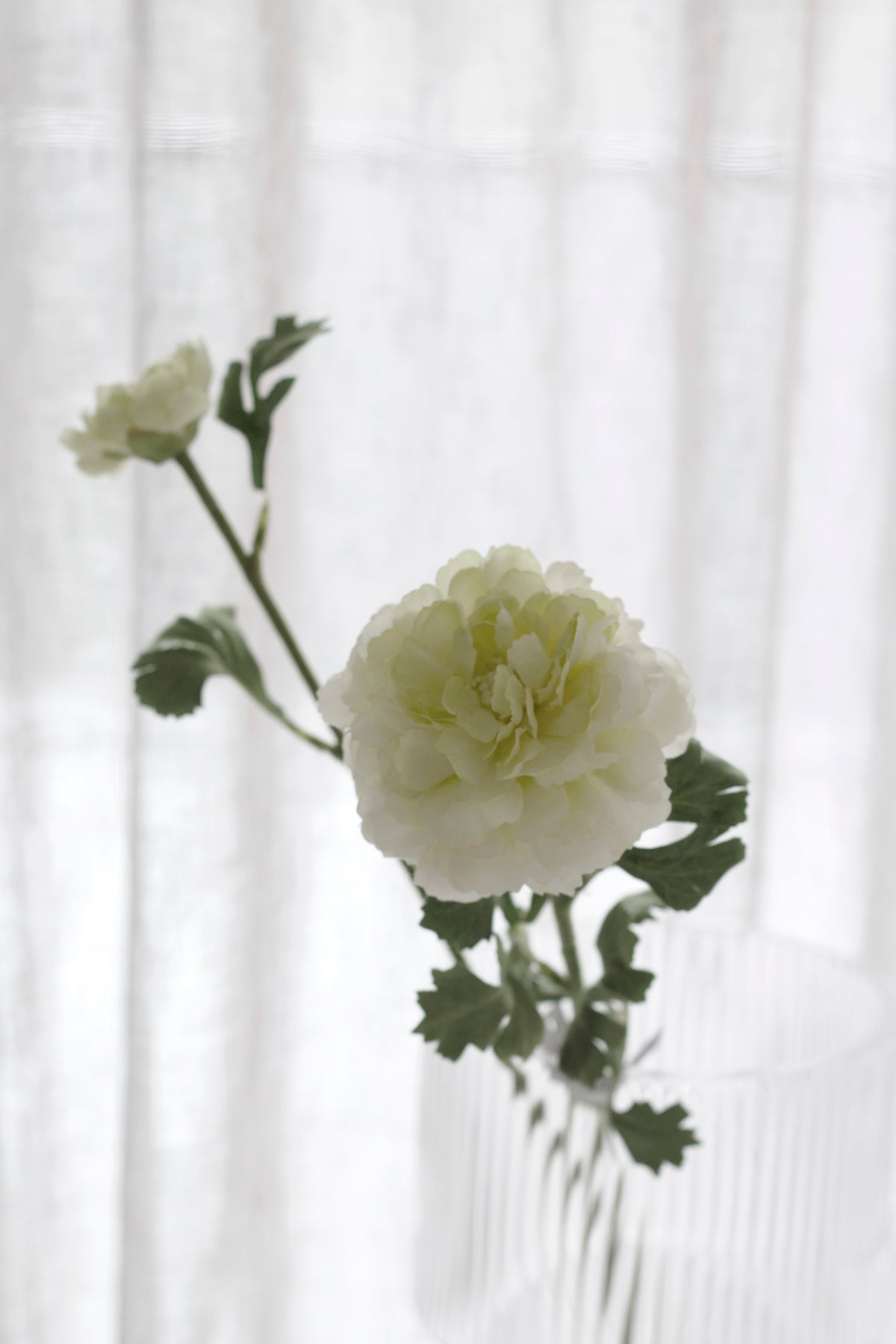 Cream ranunculus bloom with a green centre, buds tucked along the stem
