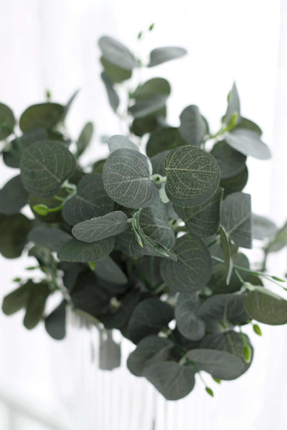Gum drop eucalyptus foliage filling the frame, stems fanning from a clear vase