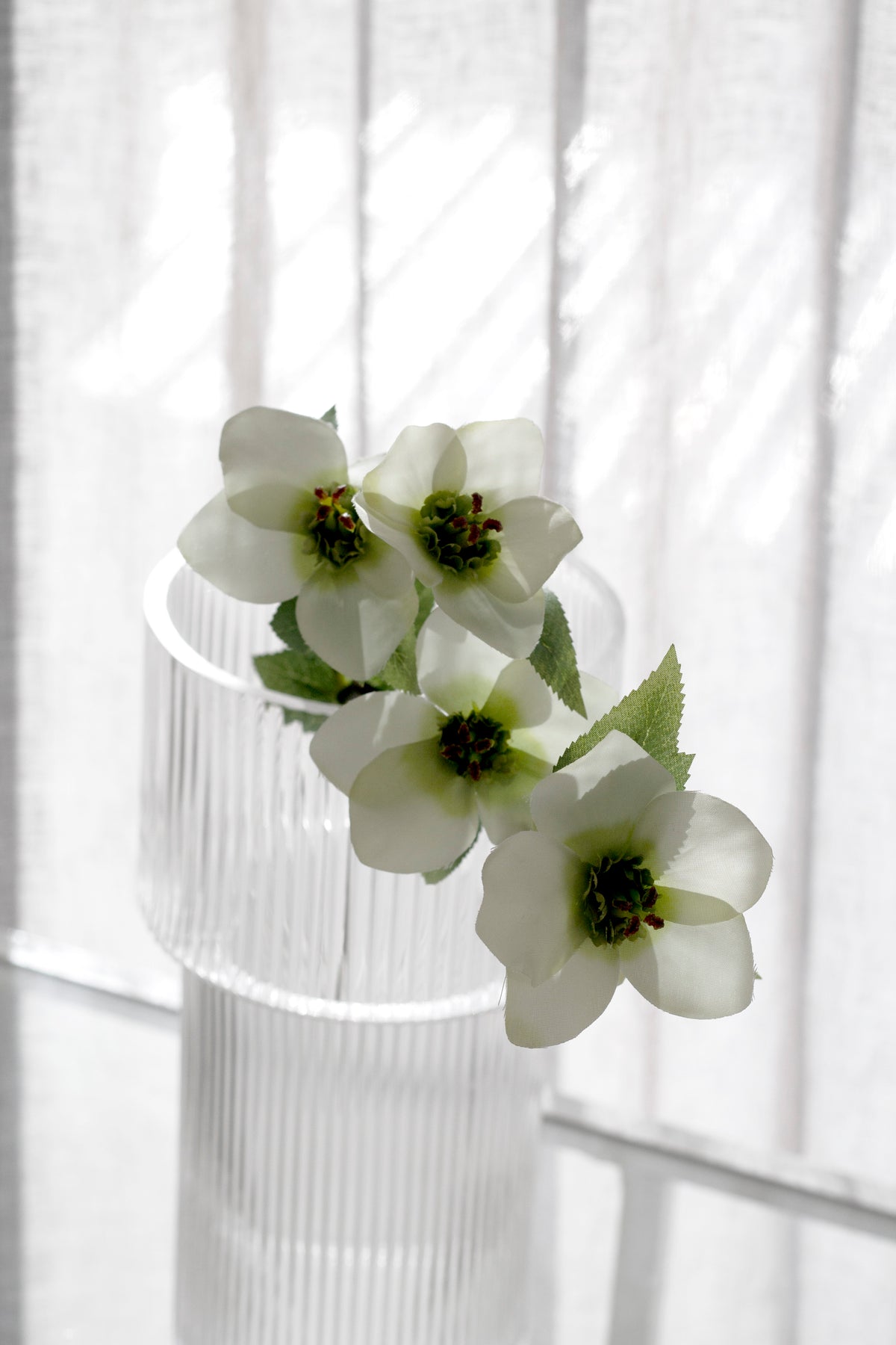 Cream hellebores in a ribbed glass vase, close view