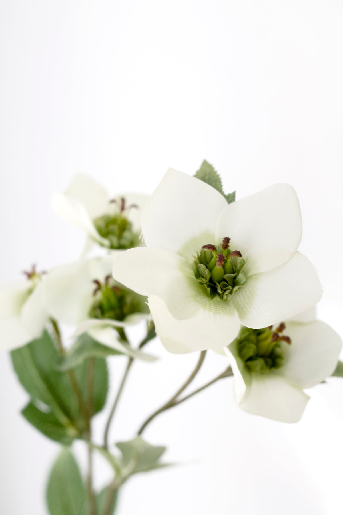 Close view of a cream hellebore flower against white