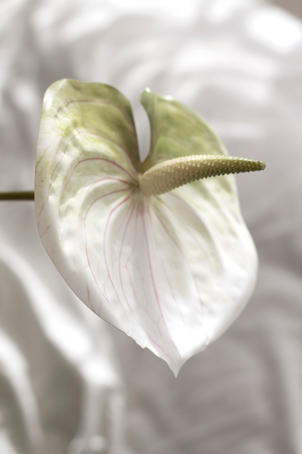 Anthurium Stem, White, Green or Variegated Faux Flower