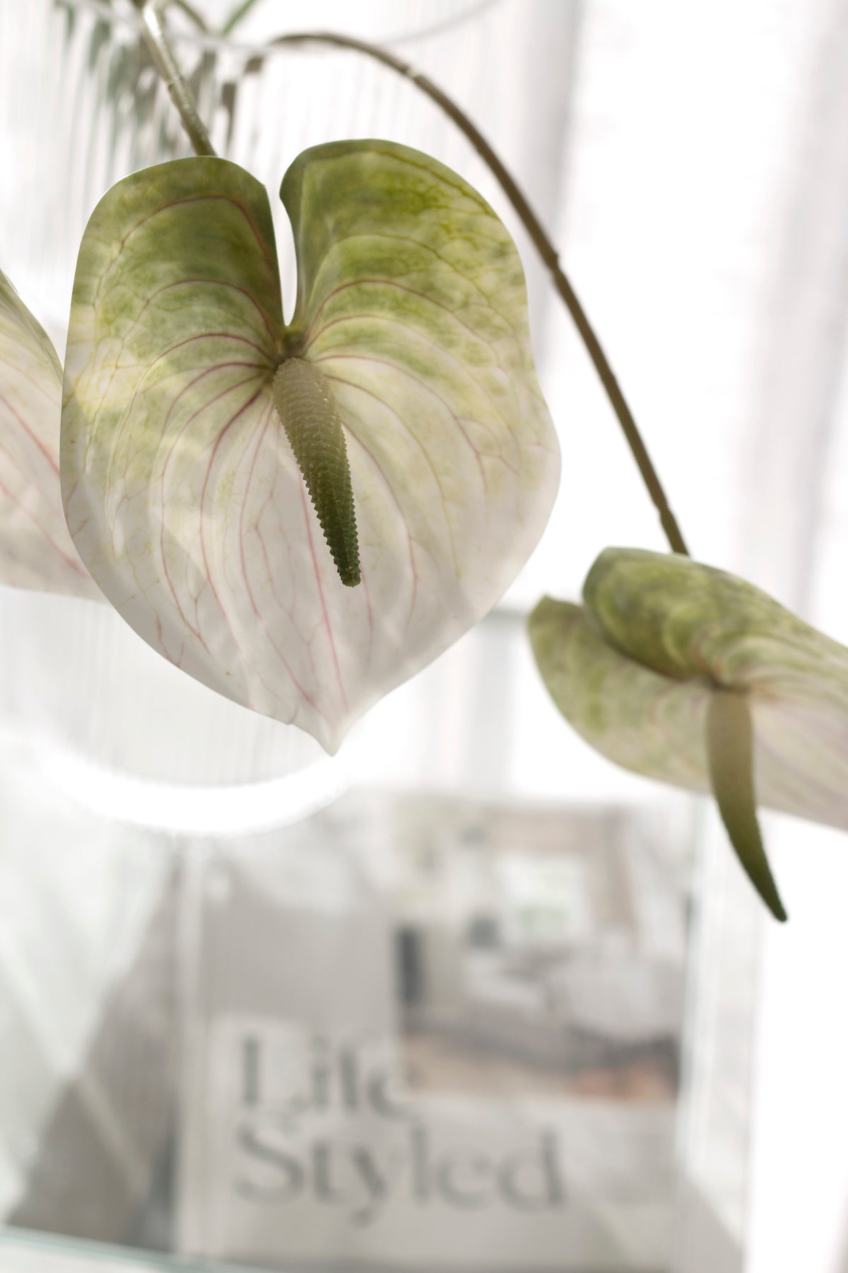 Anthurium Stem, White, Green or Variegated Faux Flower
