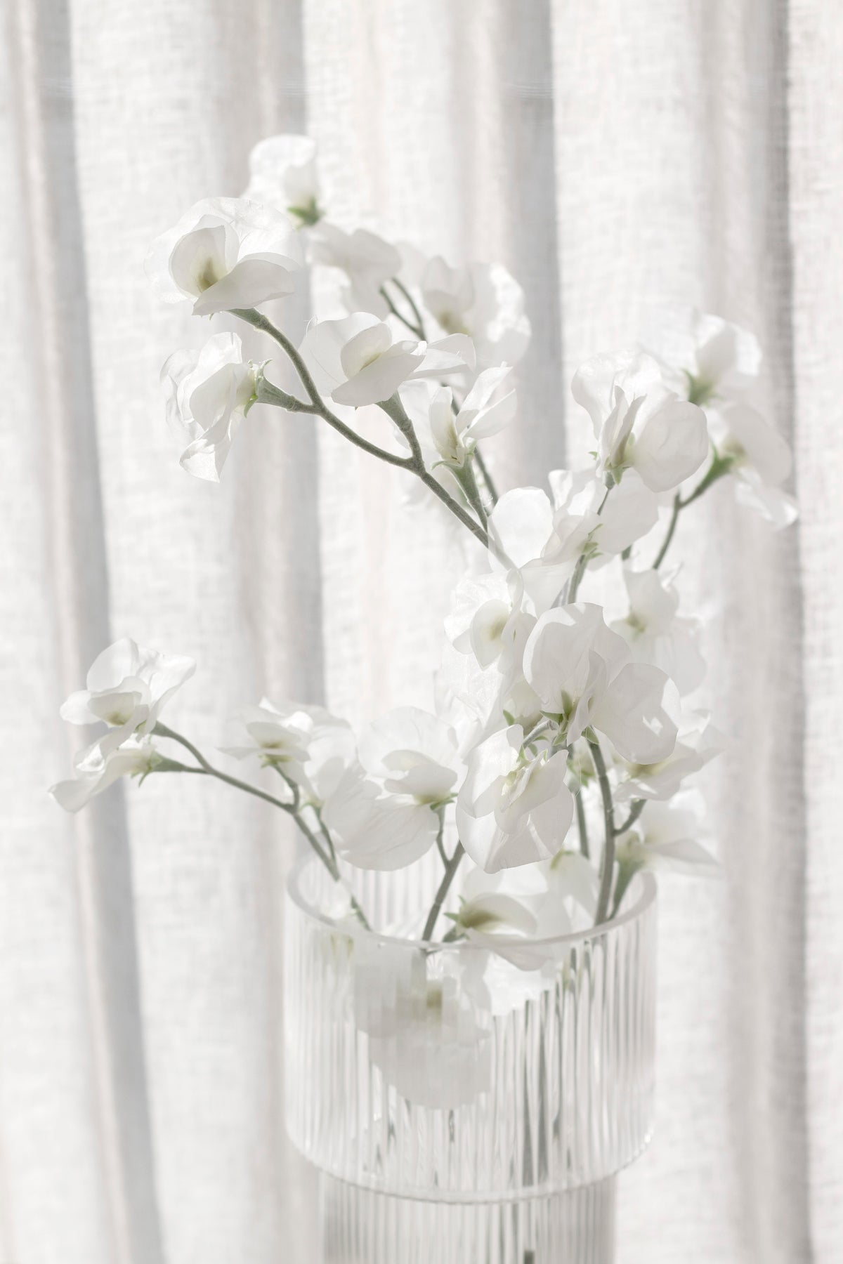 Sweet peas in a ribbed glass vase in front of linen curtains