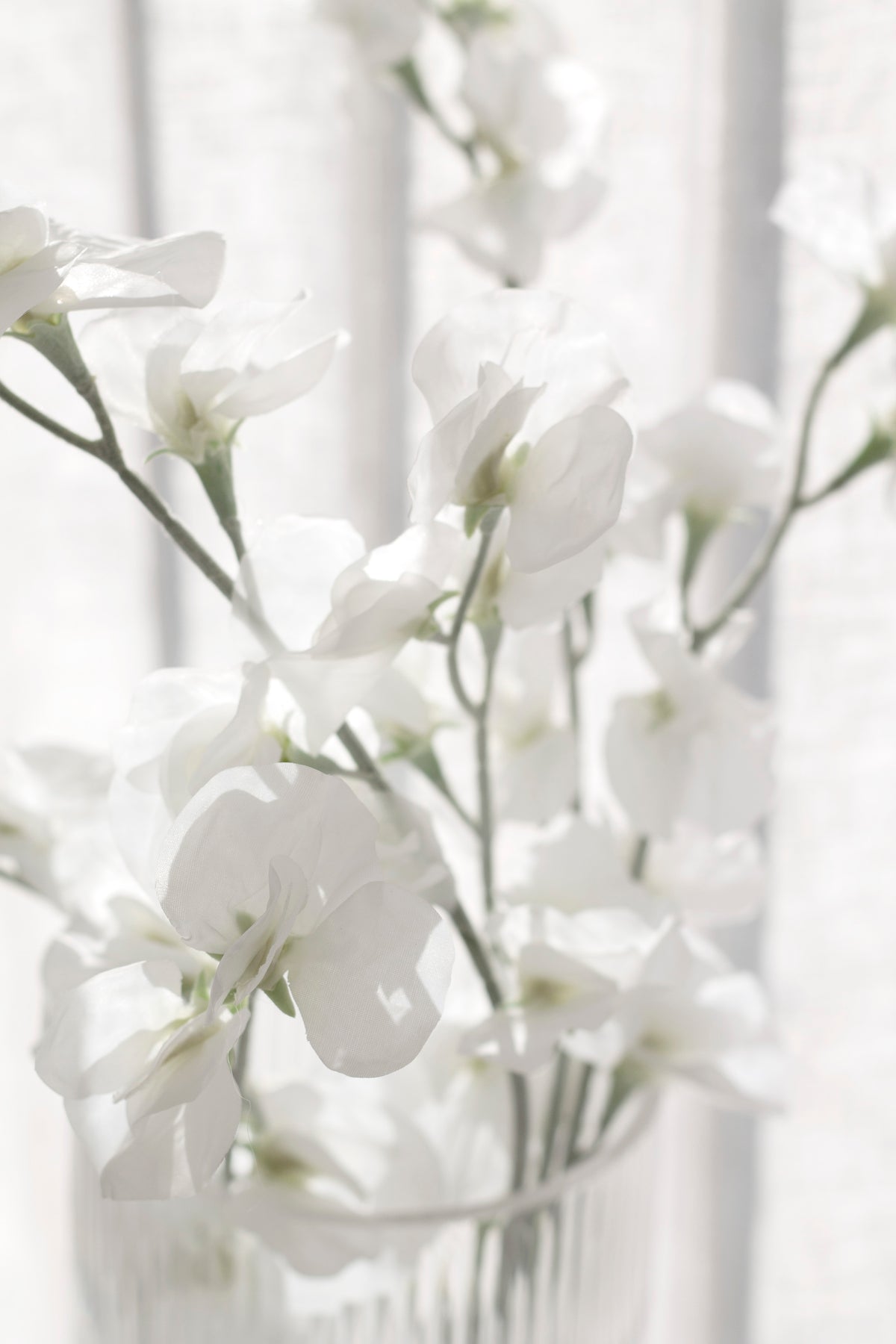 Close view of sweet peas in a ribbed glass vase by curtains