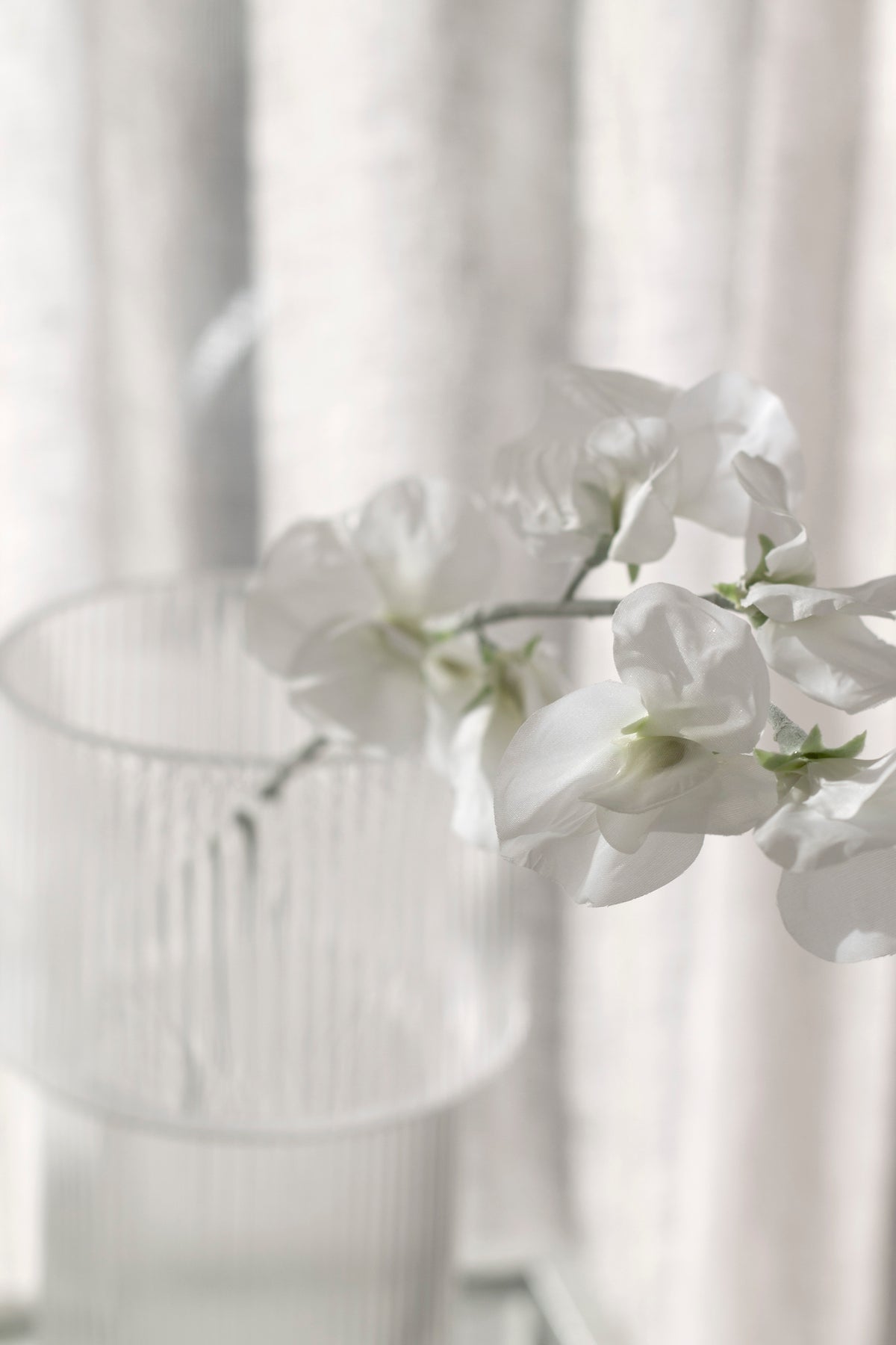 Sweet pea sprig draped over a ribbed glass vase