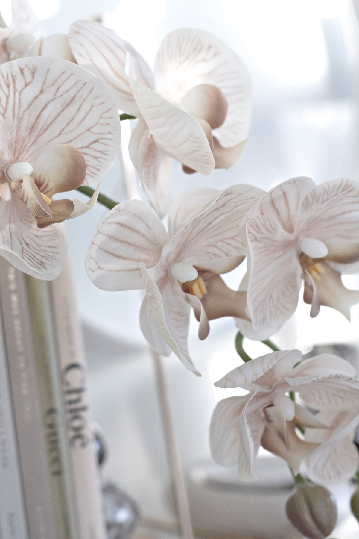 Cream orchids beside upright books on a white shelf in soft daylight