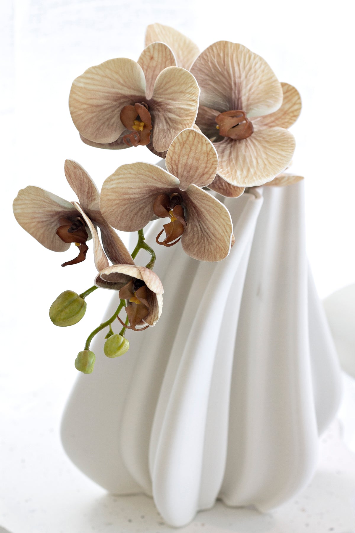 Close view of beige orchid blooms arching from a white ruffled vase