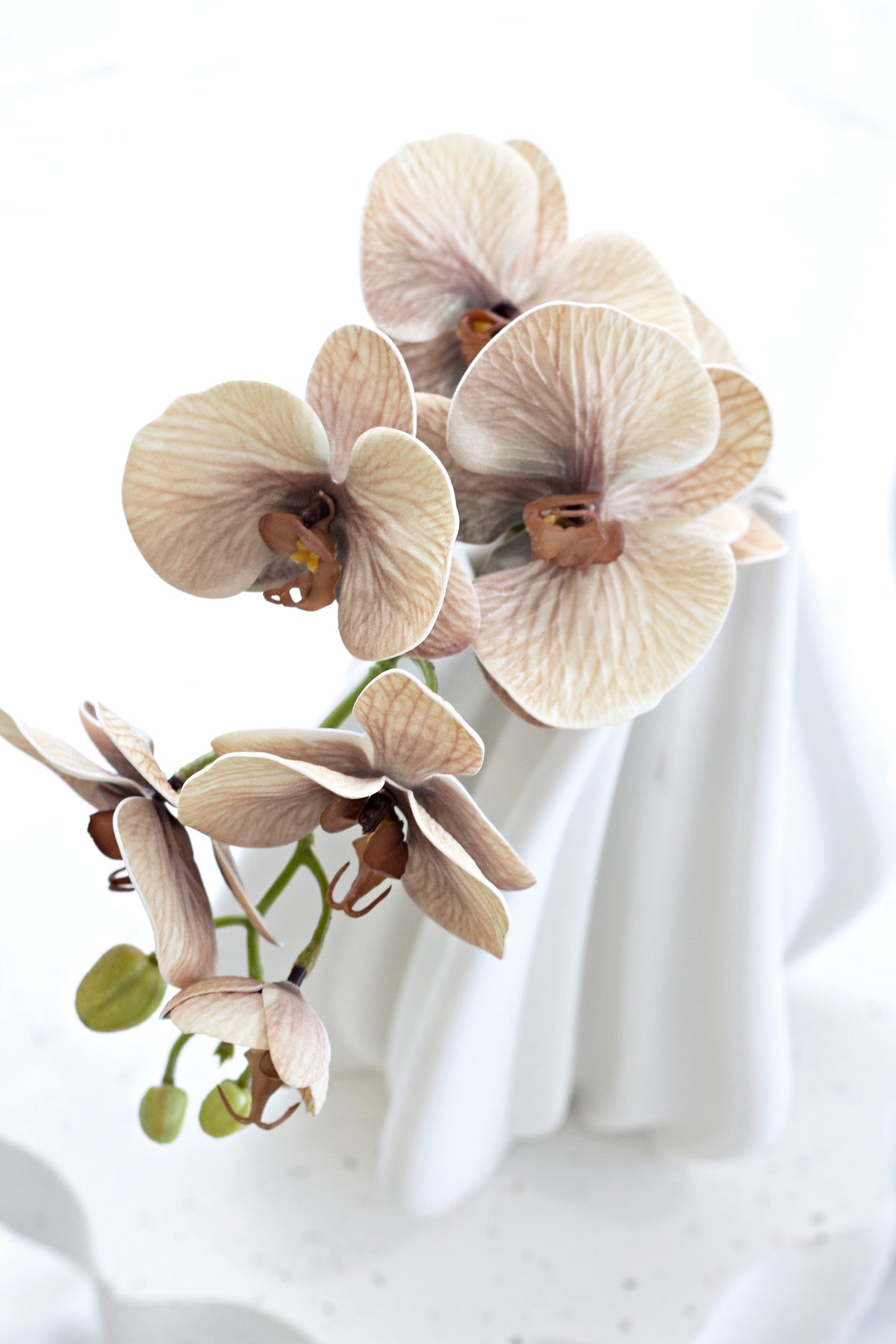 A tan orchid stem draped over white fabric, blooms and buds along the stem