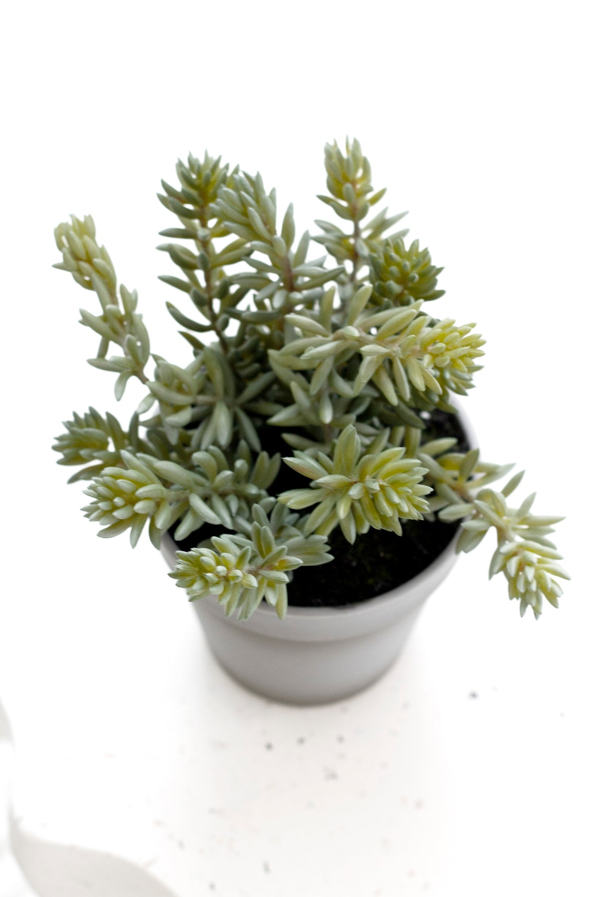 Angelina Succulent, 22cm Potted Faux Plant