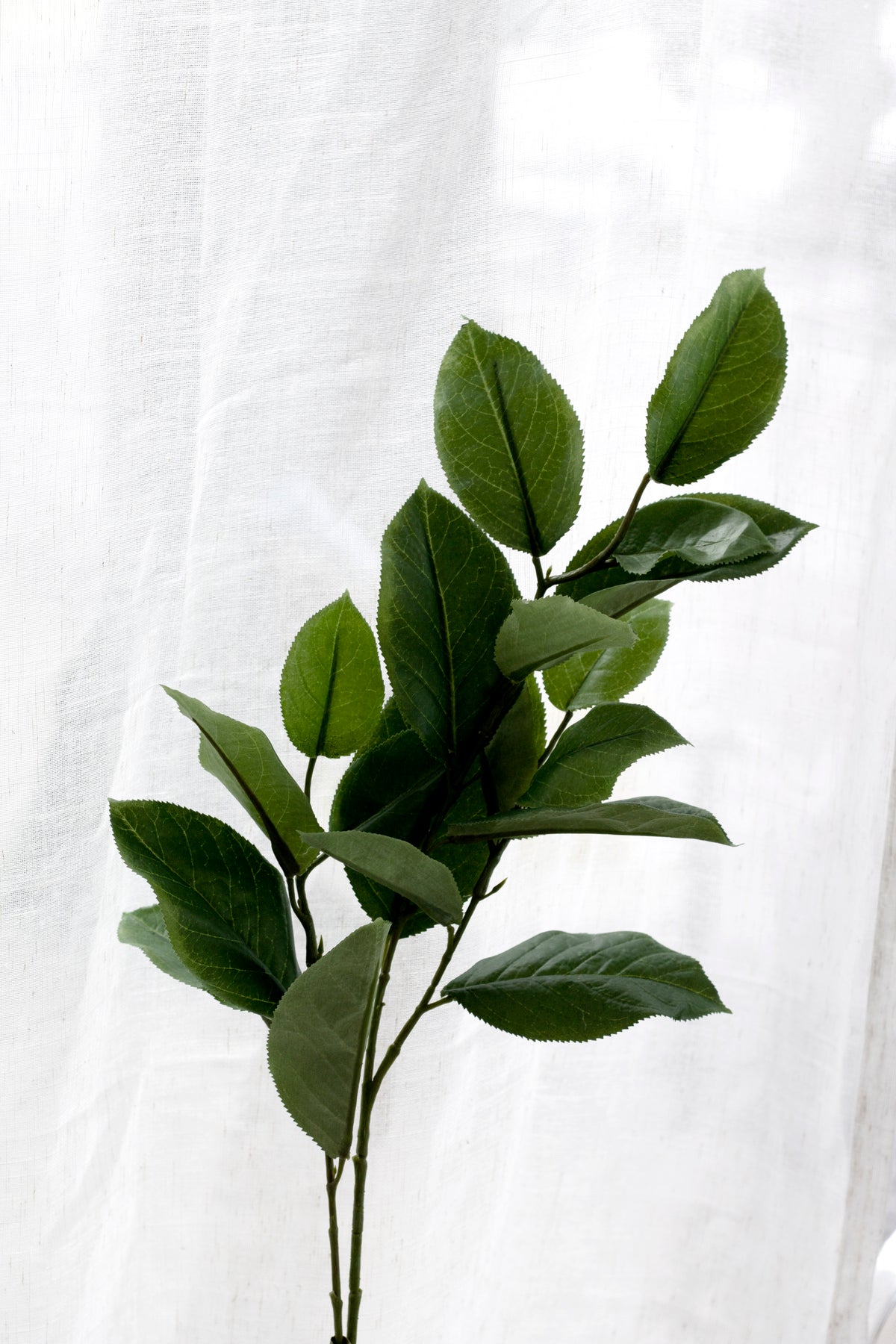 Mulberry leaves spray against a sheer white curtain