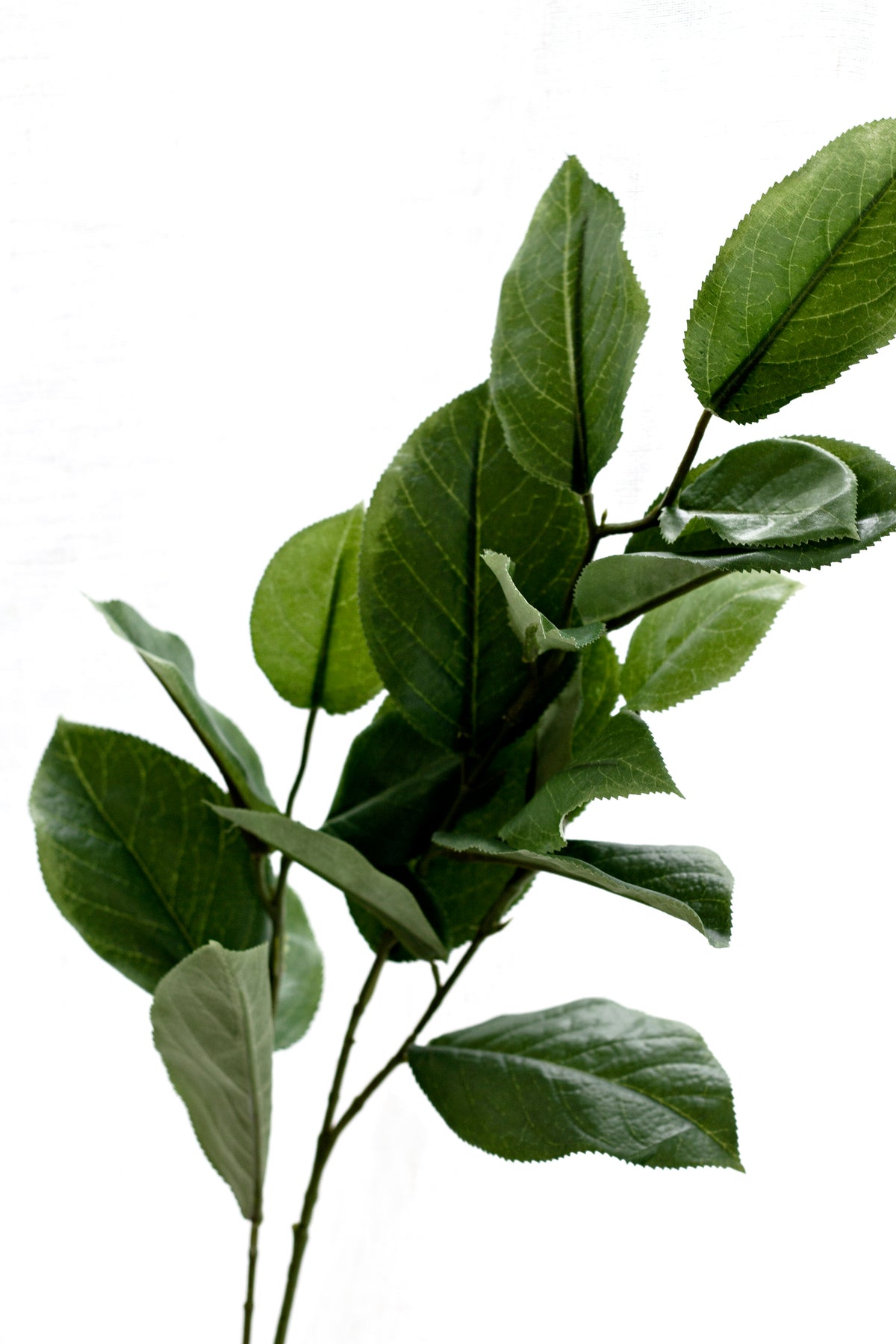 Close view of glossy mulberry leaves