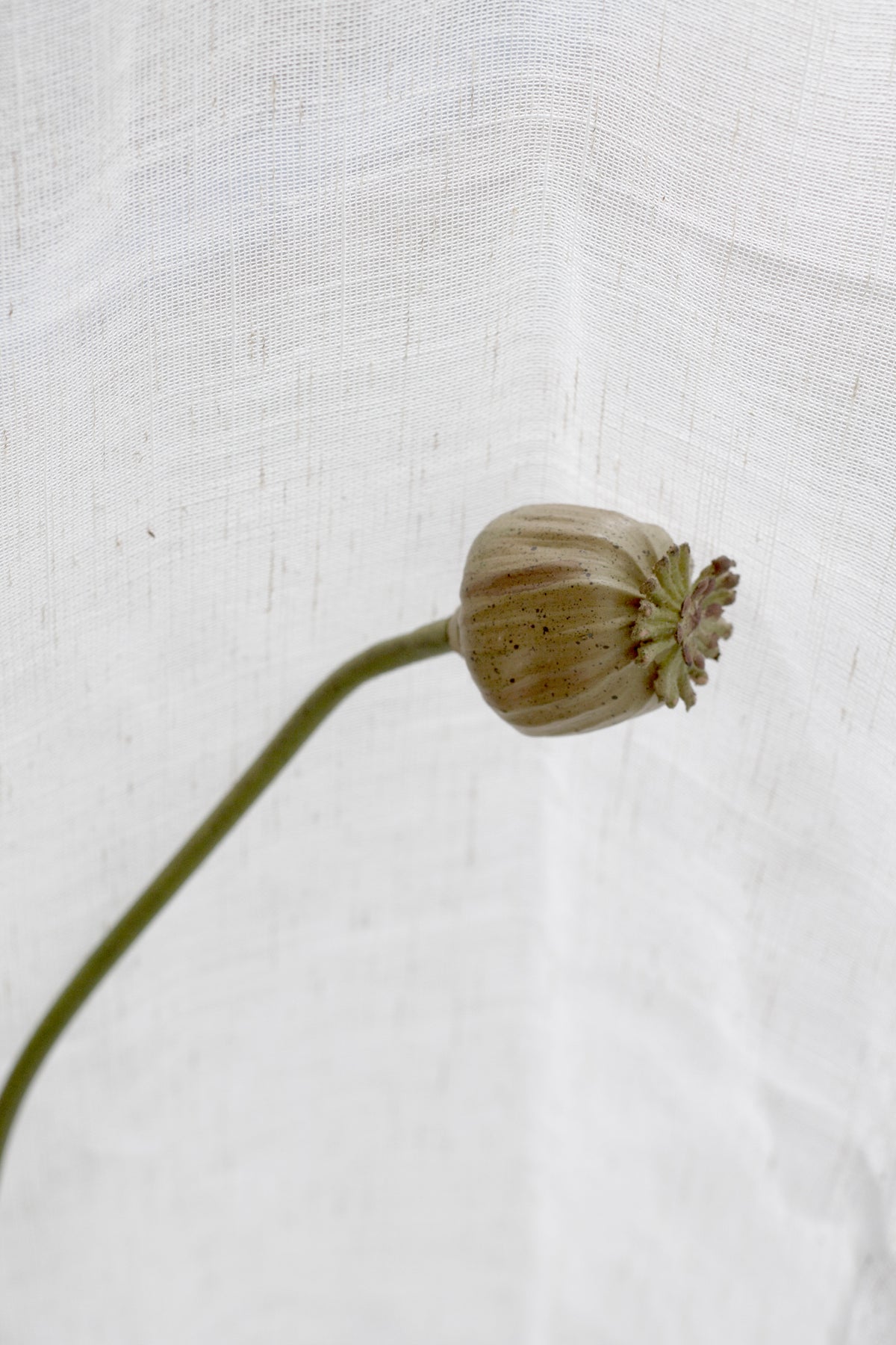 Poppy Seed Stem, Dried-Look 55cm Faux Accent