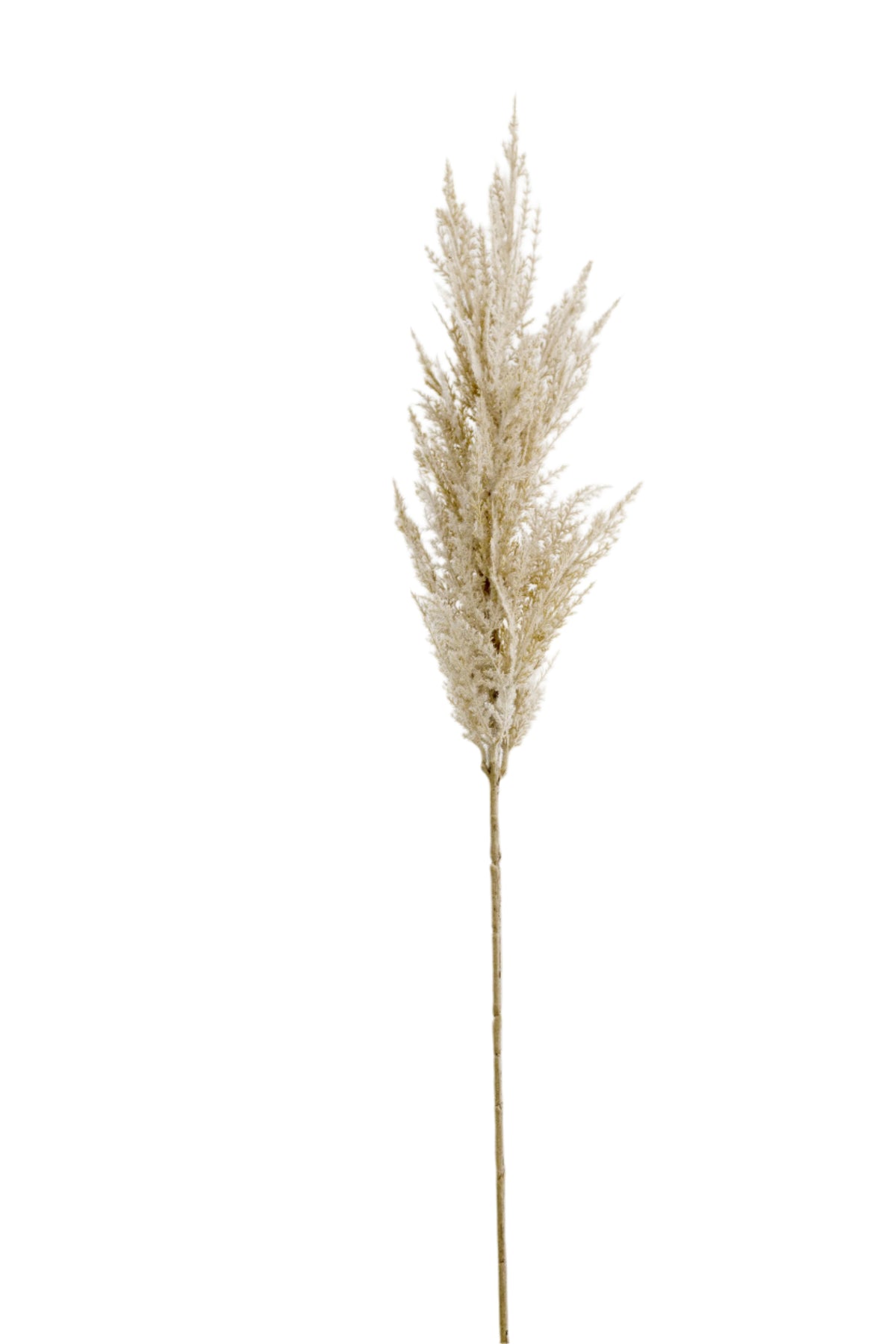 Faux toi toi stem in a warm blush tone with a full, feathery plume on a white background