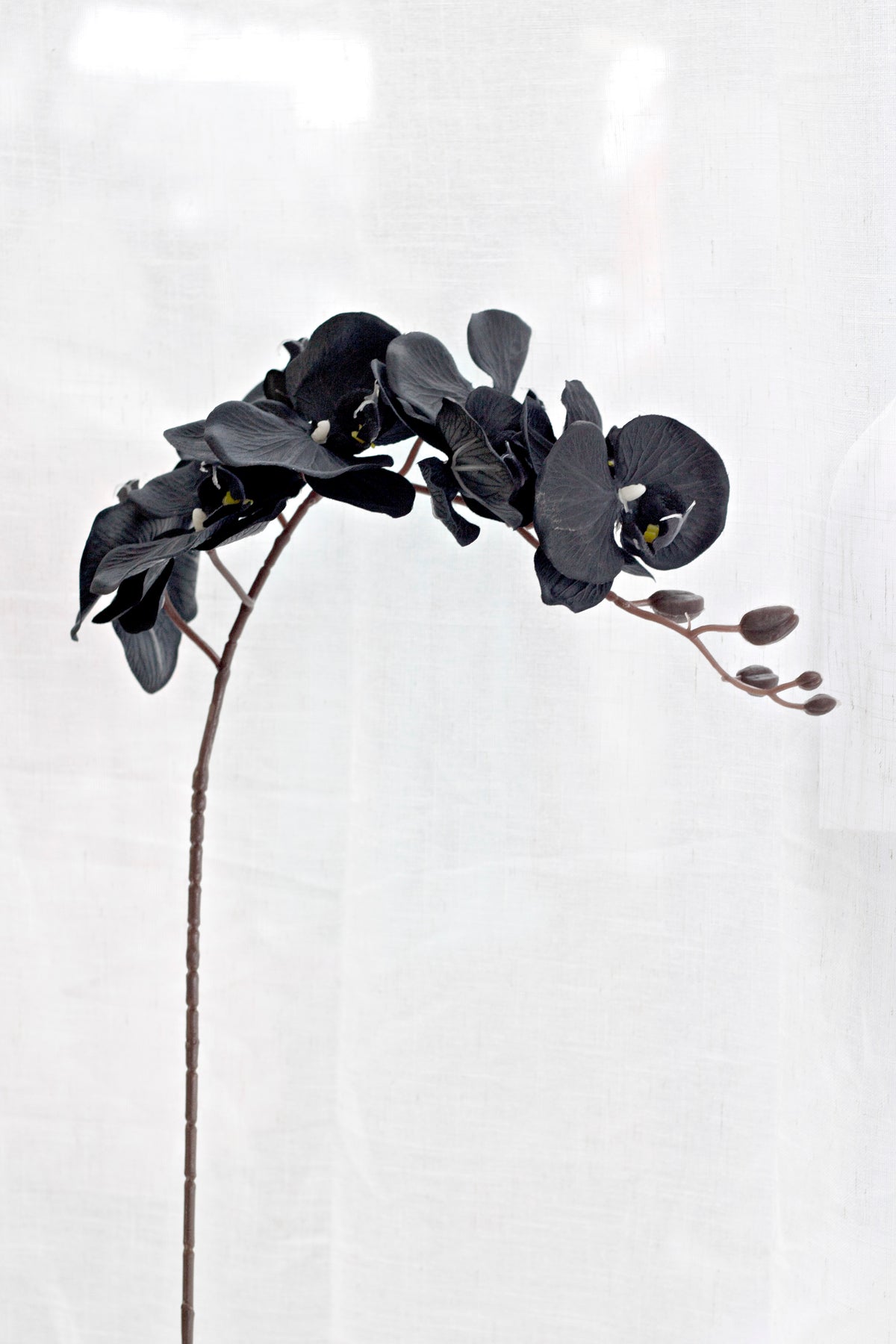 Black orchid stem arching against white sheer curtains