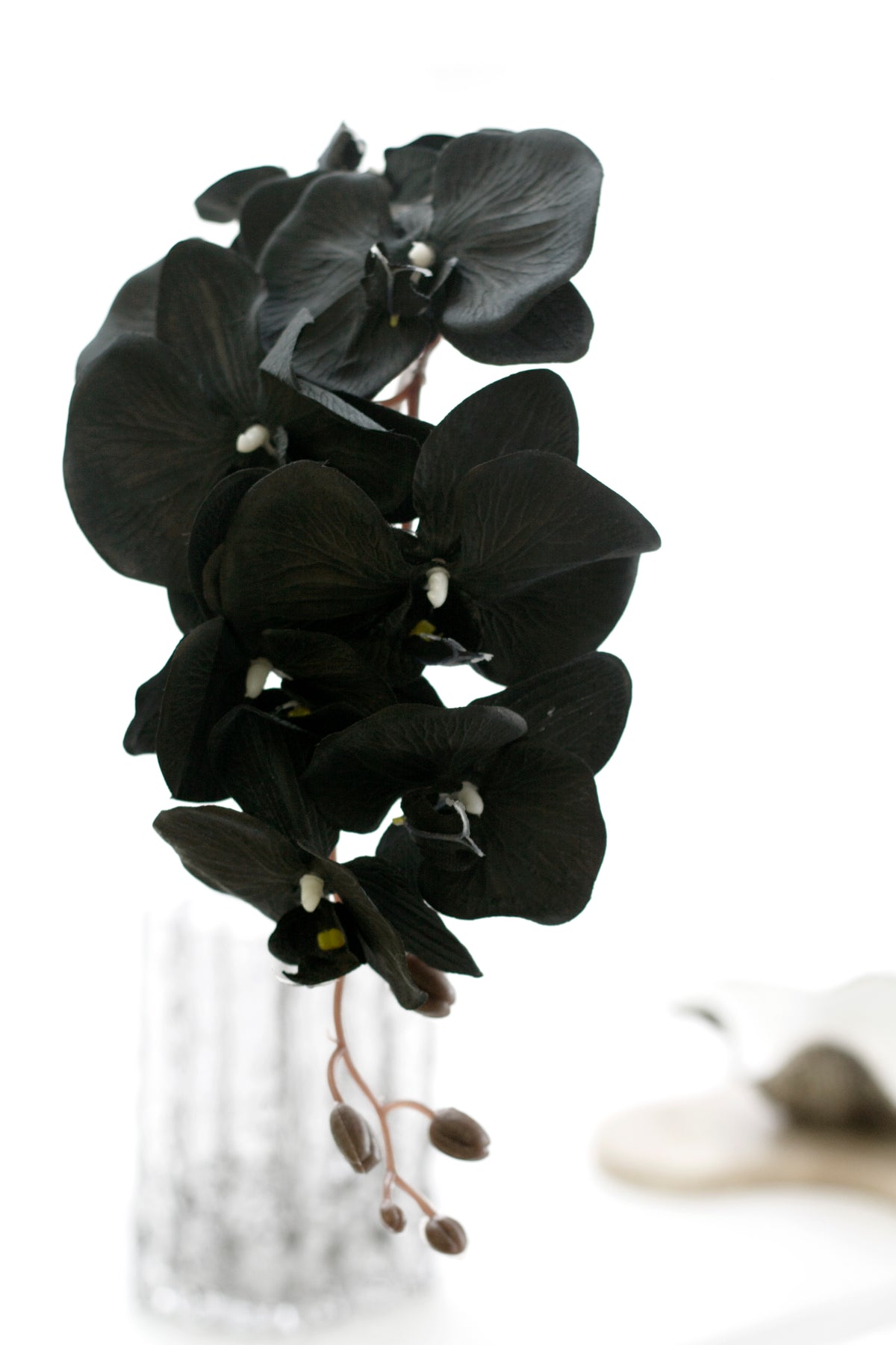 Black orchid blooms in a clear glass vase, close view