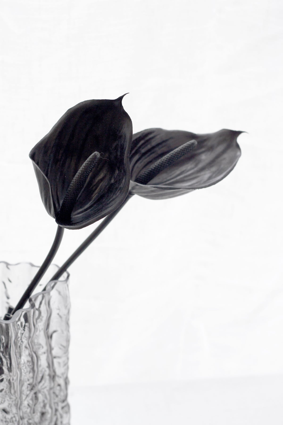 Two black anthurium stems in a textured glass vase
