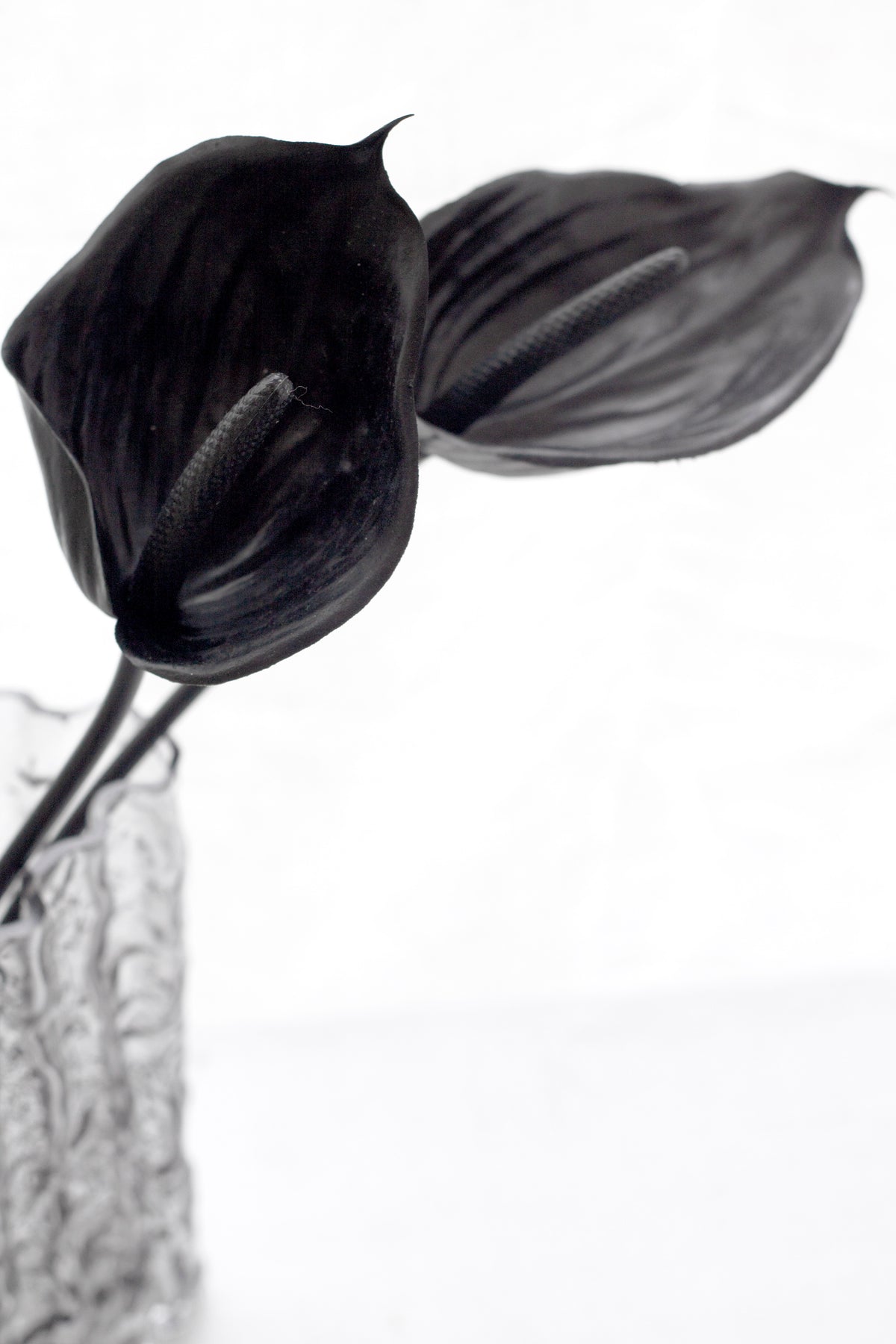 Close view of black anthurium flowers above a textured glass vase