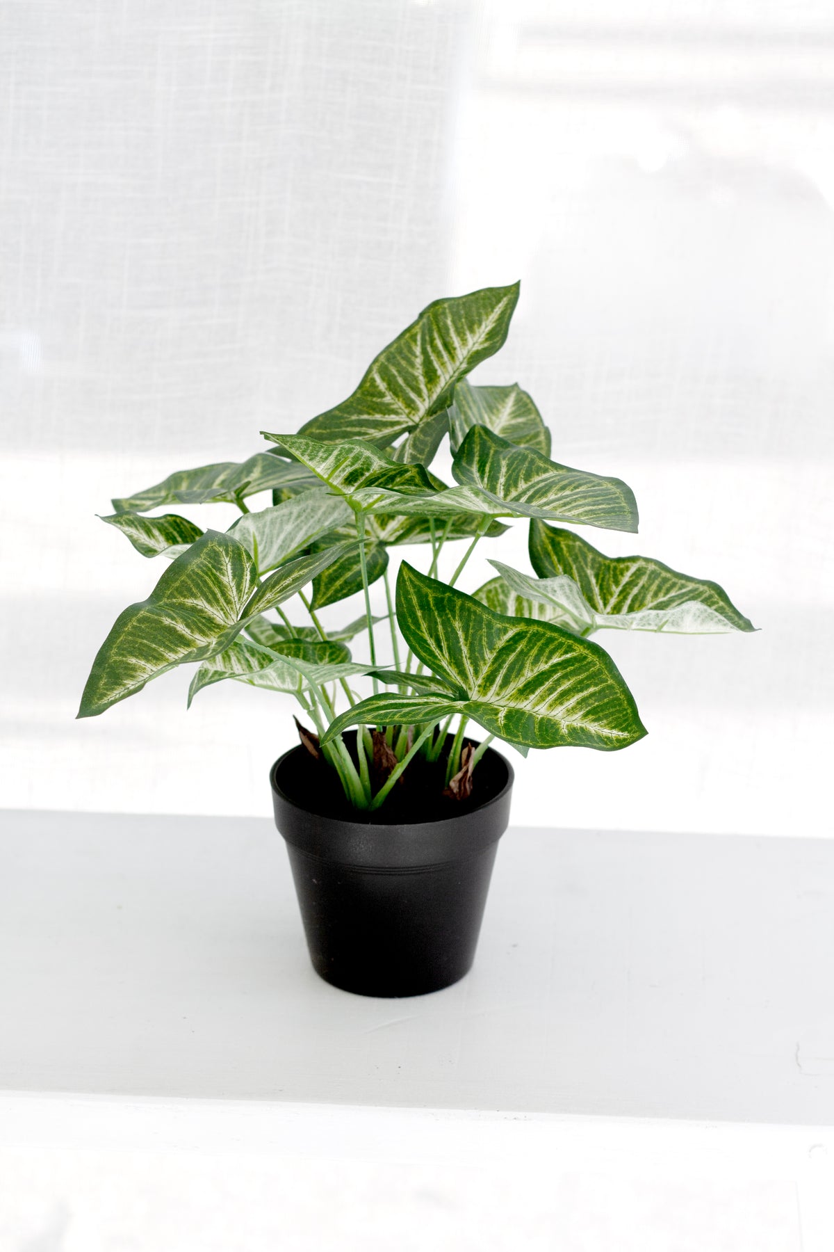 Syngonium in its black pot on a white surface