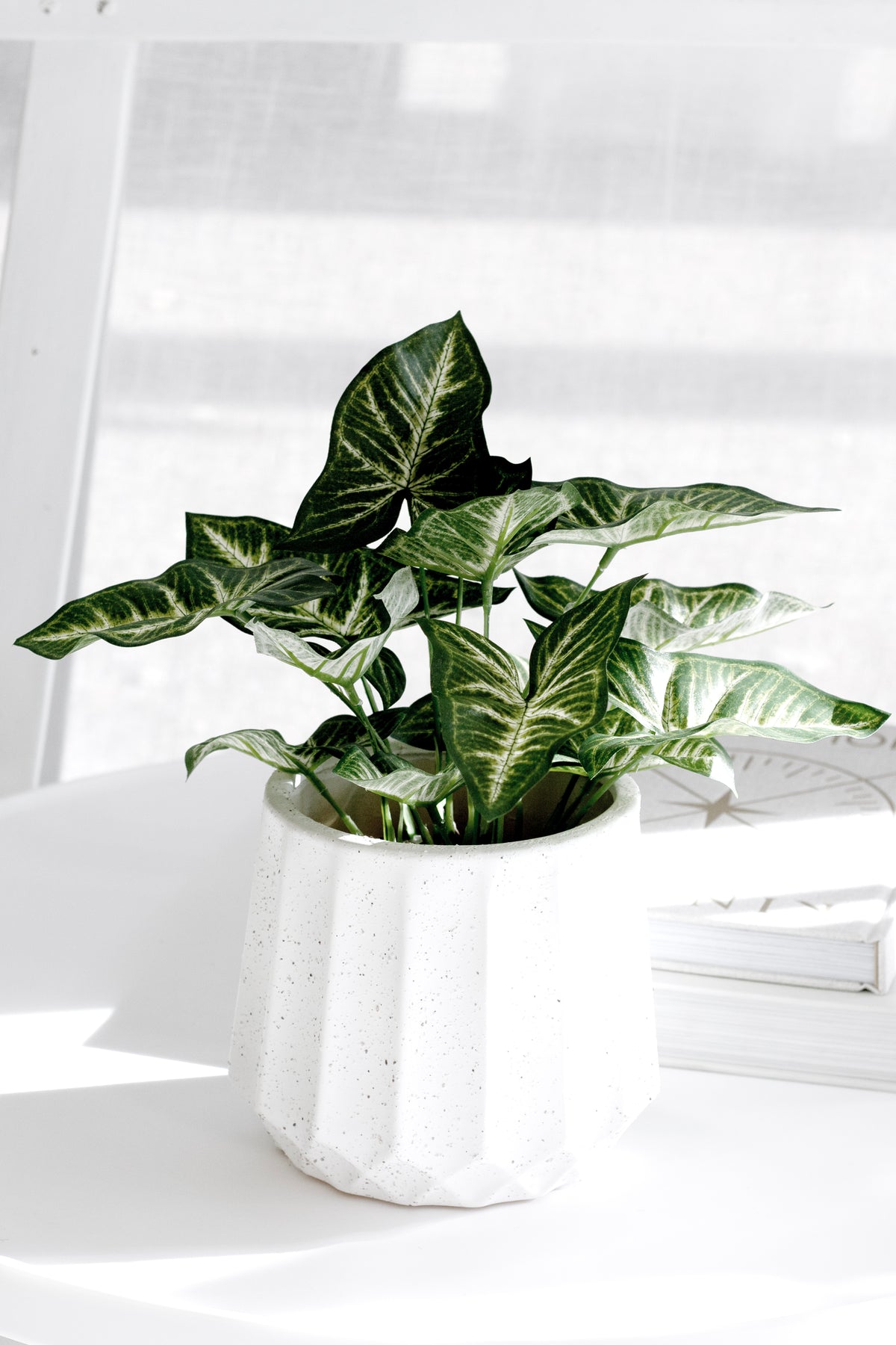 Syngonium in a fluted white pot on a white table