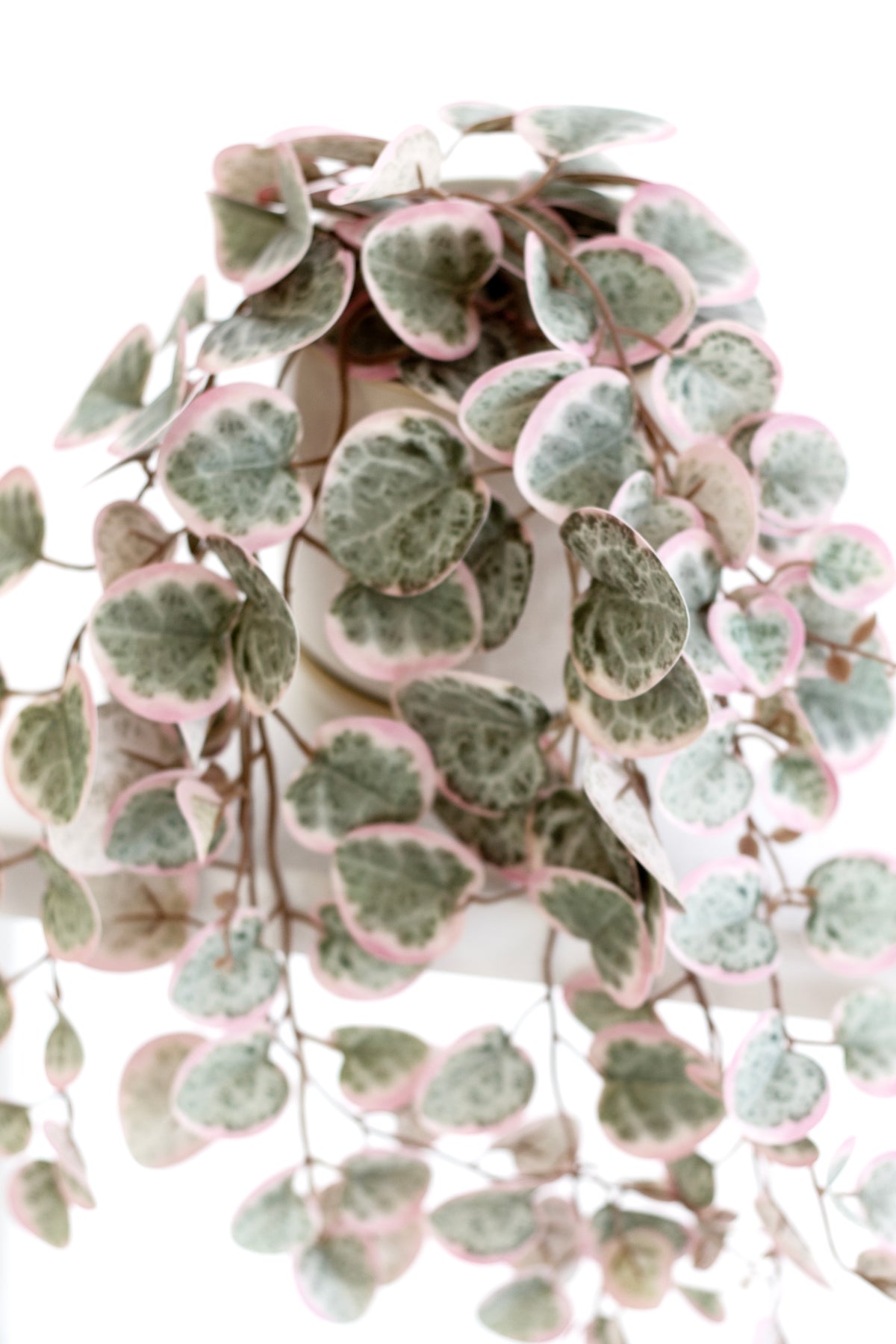 Close up of the faux variegated string of hearts showing the pink and sage heart shaped leaves