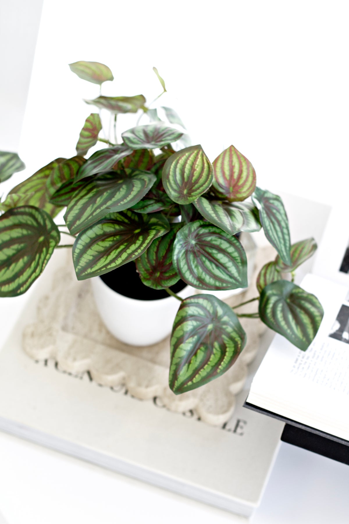 Faux watermelon peperomia in a white pot on a white book and cream stand