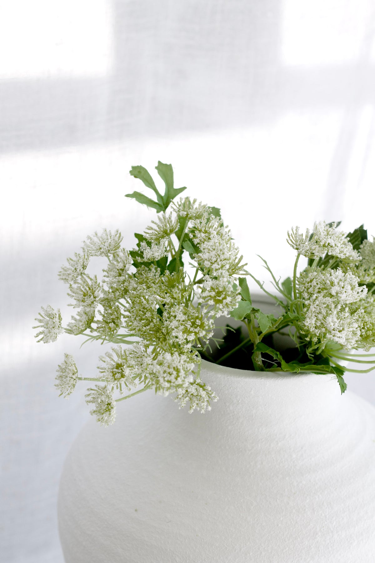 Close view of dill ammi in a round white vase