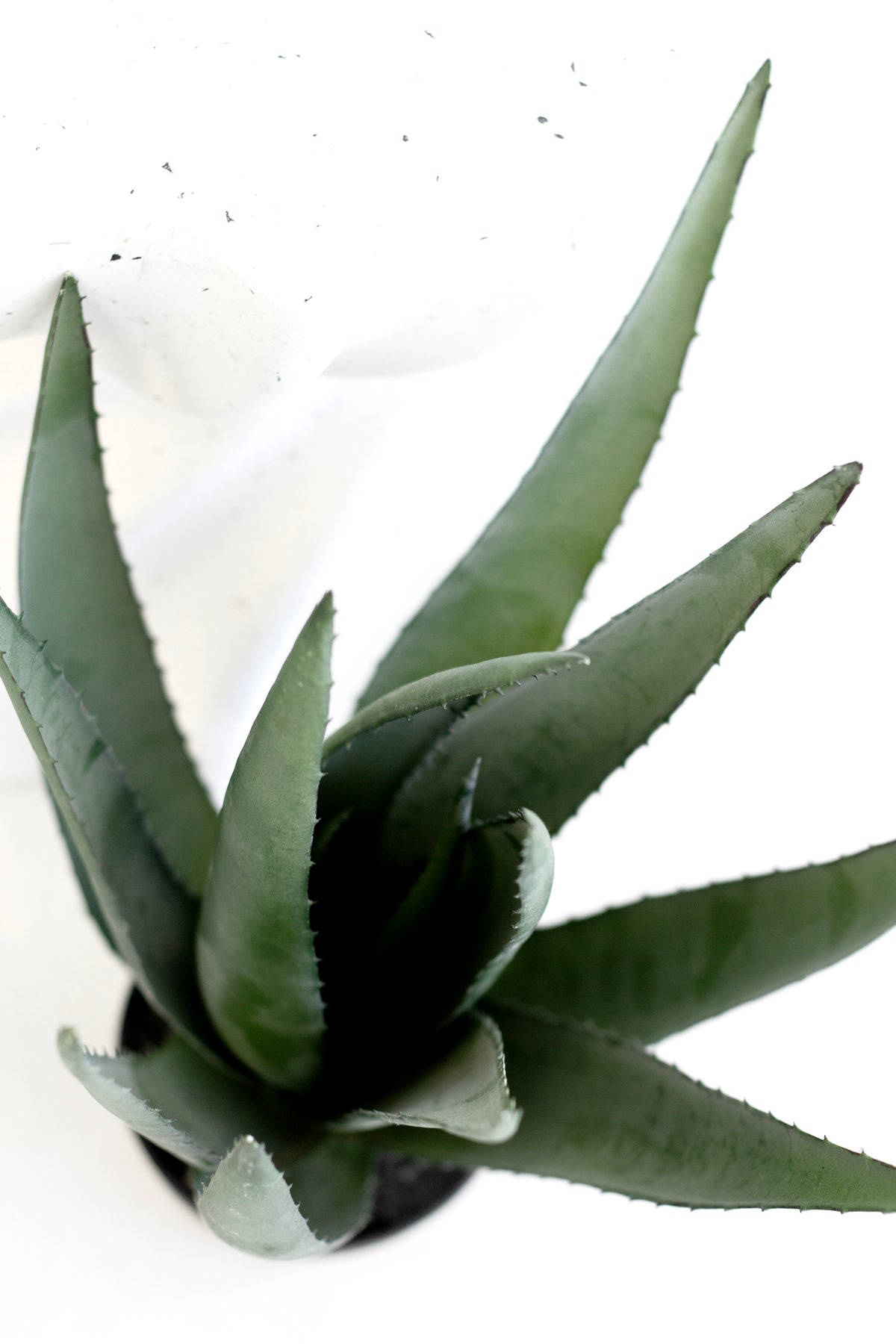 Close view of aloe leaves in a black pot
