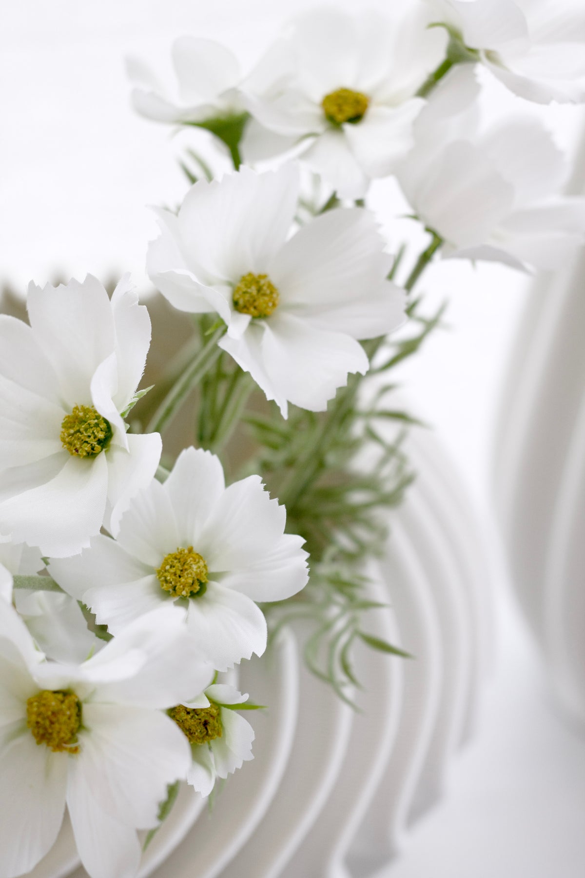 White cosmos blooms close beside a white rippled ceramic vase