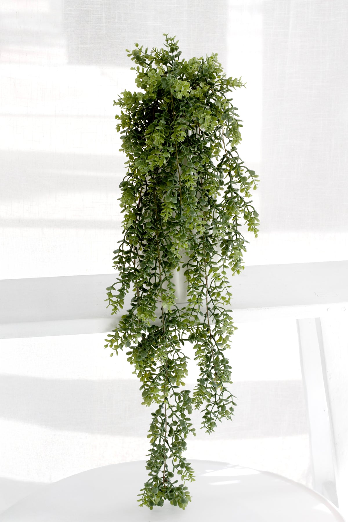 Eucalyptus bush draping over a white ledge with sheer curtains behind