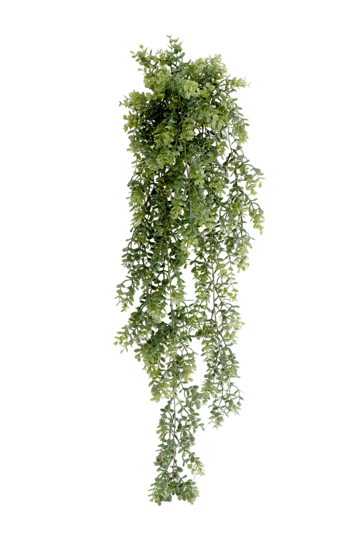 Eucalyptus hanging bush with small round leaves trailing in long strands, shown on white
