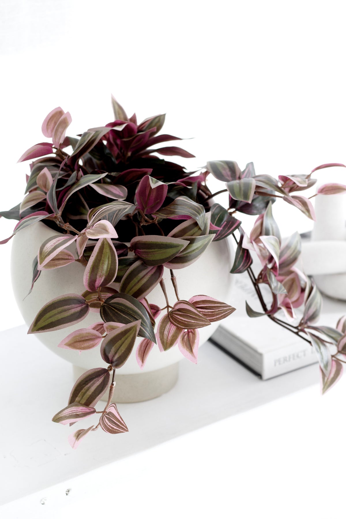 Wandering Dew Lilac trailing from a white pot on a console beside a book