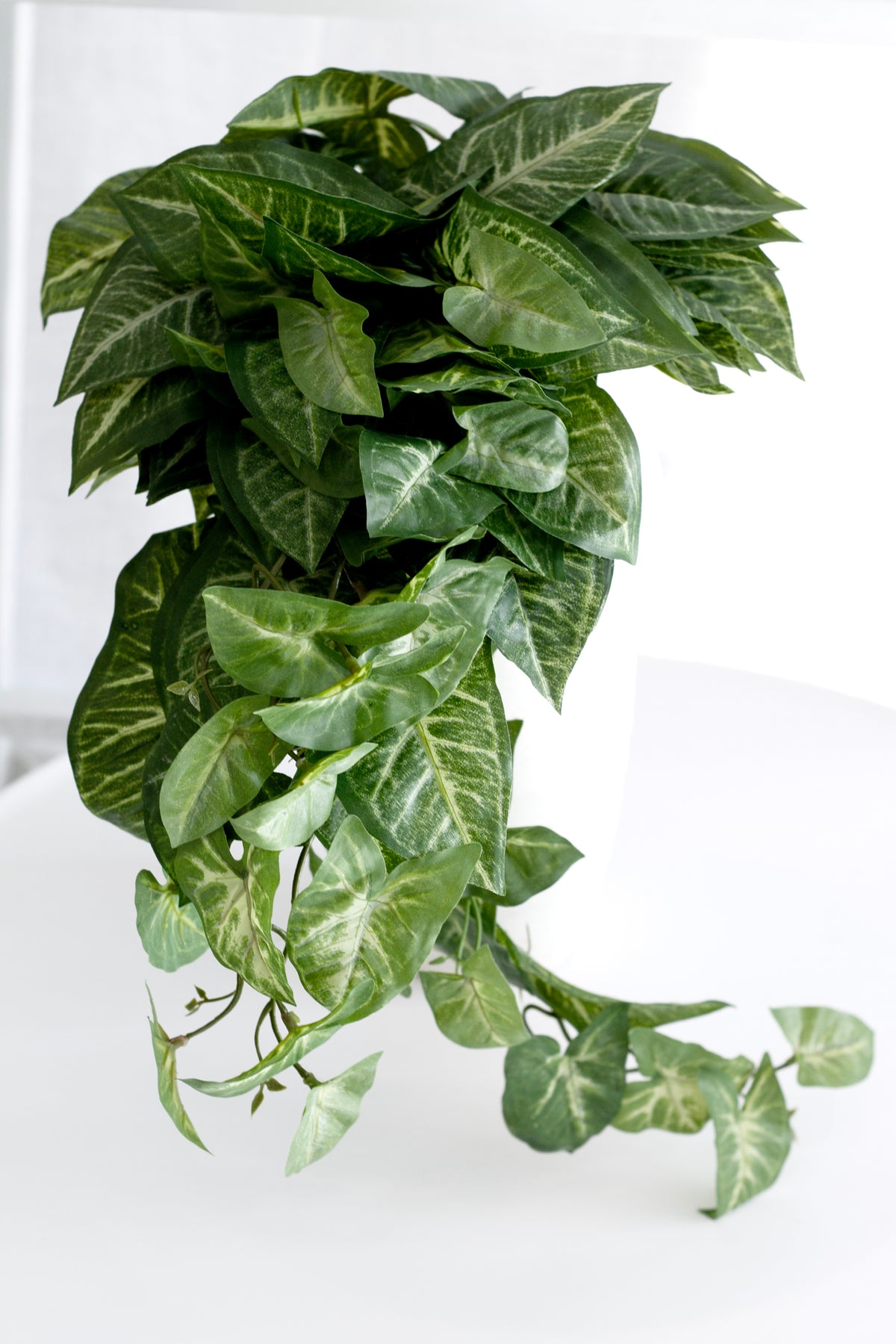 Full faux Nephthytis bush with trailing variegated leaves on a white shelf