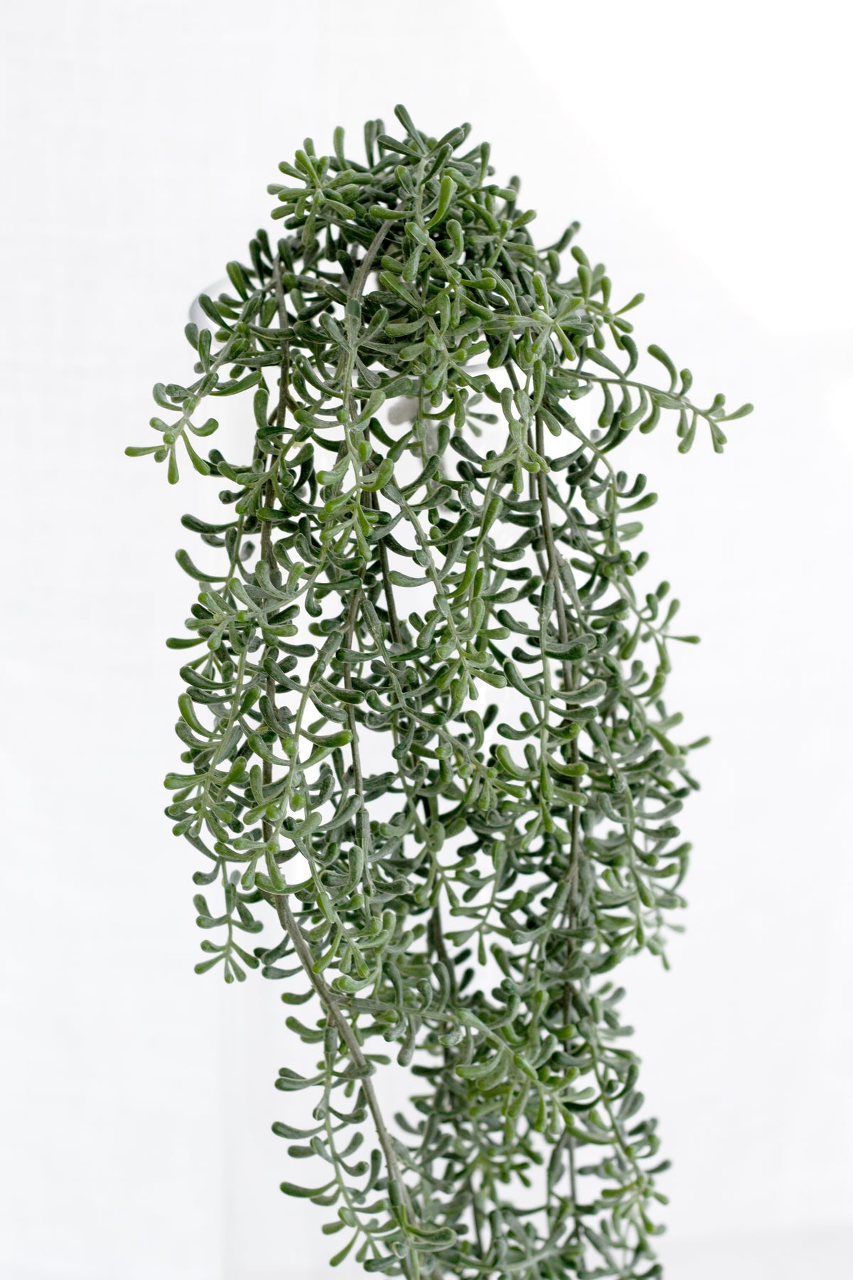 Crescent Hanging Succulent, 74cm Trailing Faux Greenery