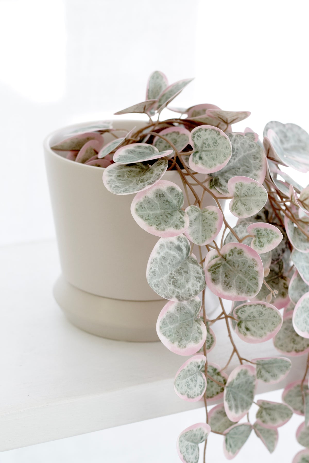 Close view of the Parchment Hamburg planter with trailing foliage over the rim