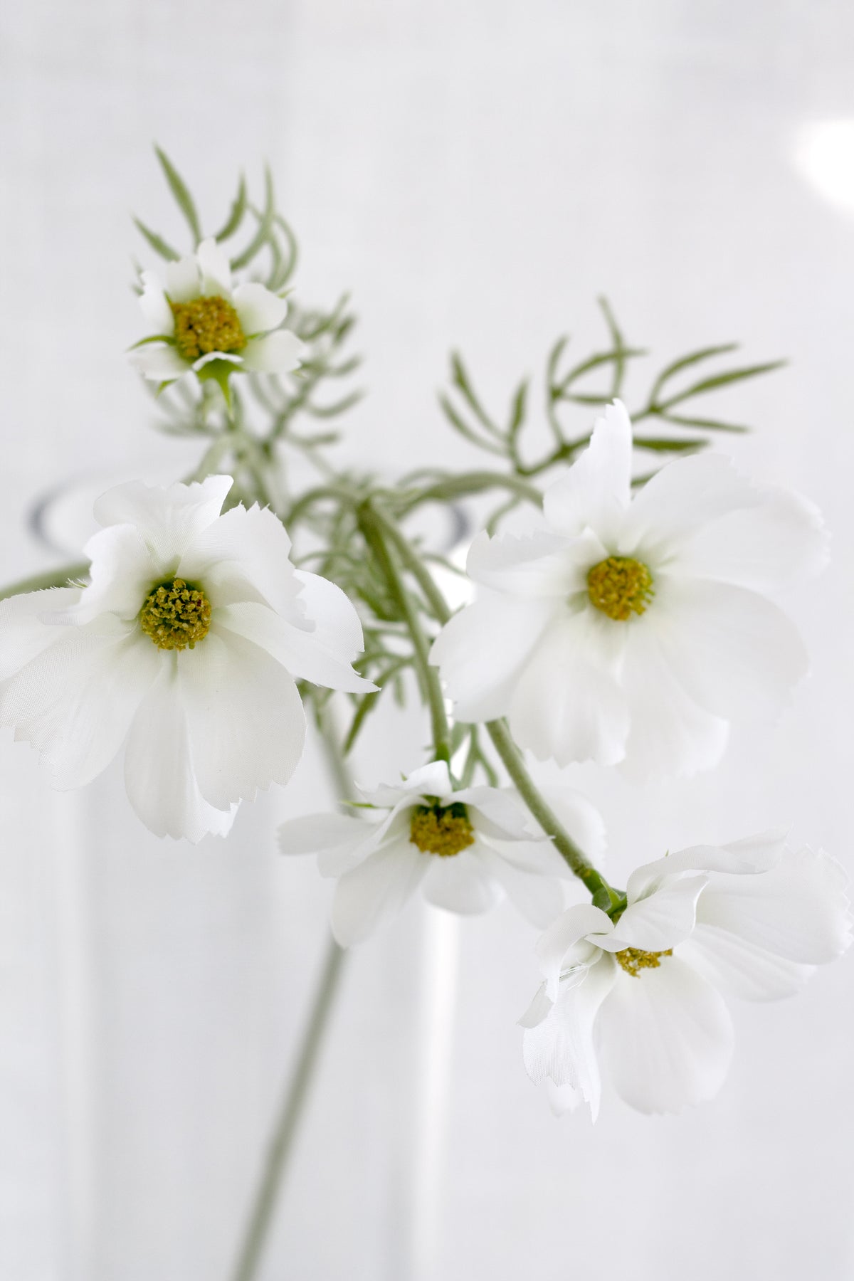 Close view of white cosmos flowers and feathery leaves against a curtain